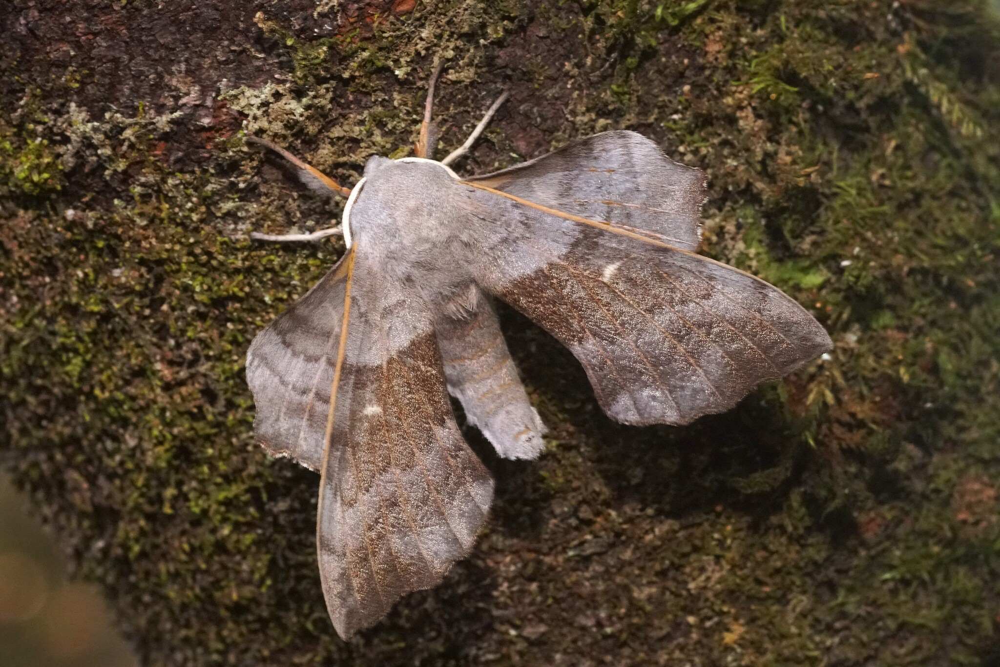 Laothoe populi