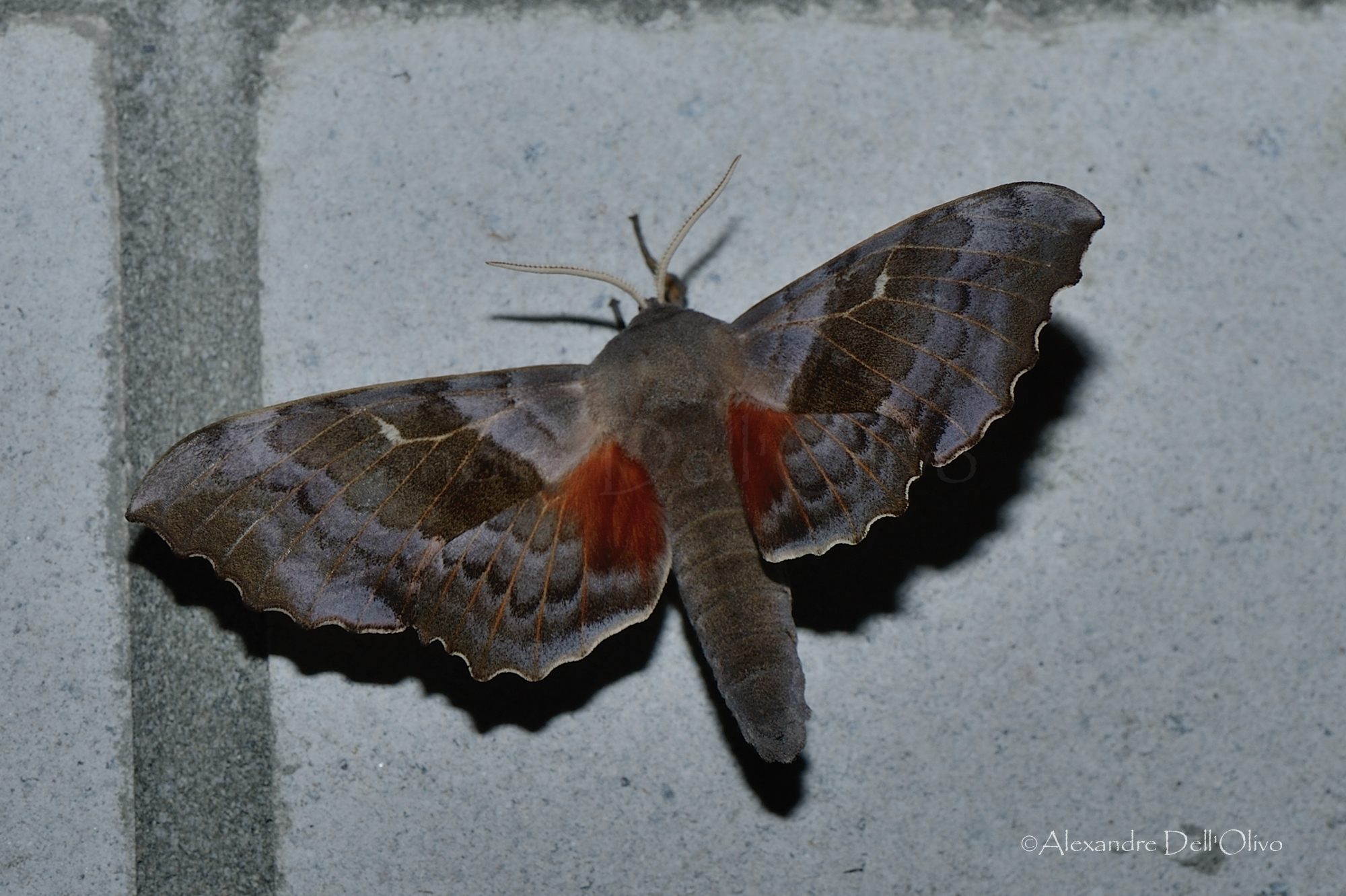 Laothoe populi