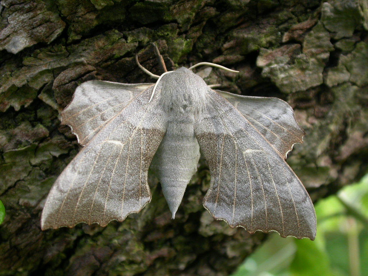 Laothoe populi