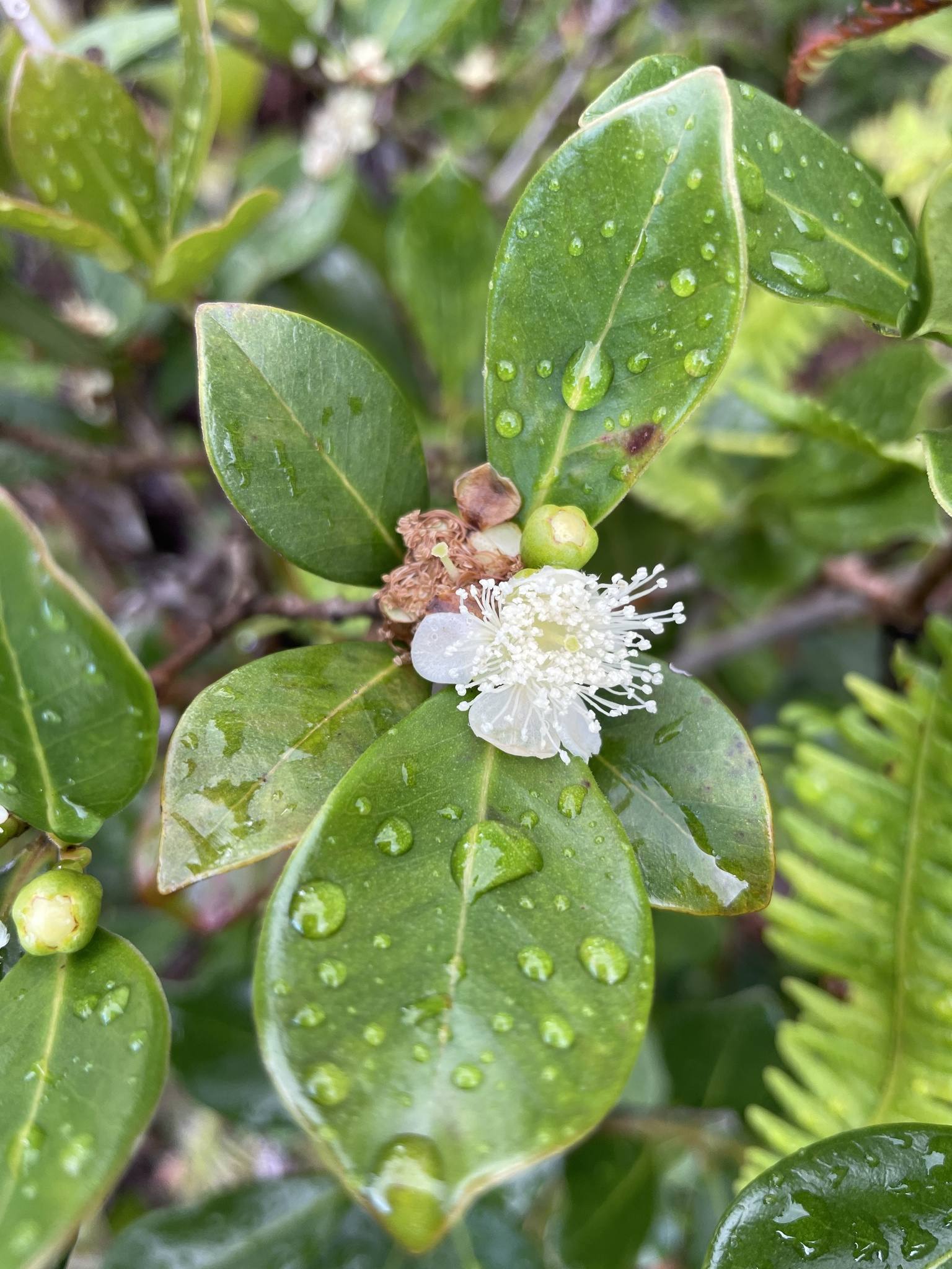 Psidium cattleyanum