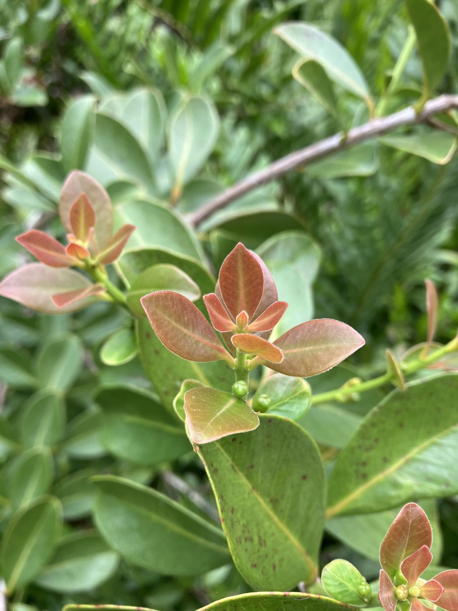 Psidium cattleyanum