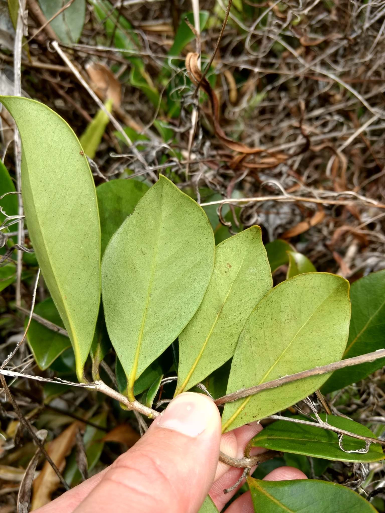 Psidium cattleyanum