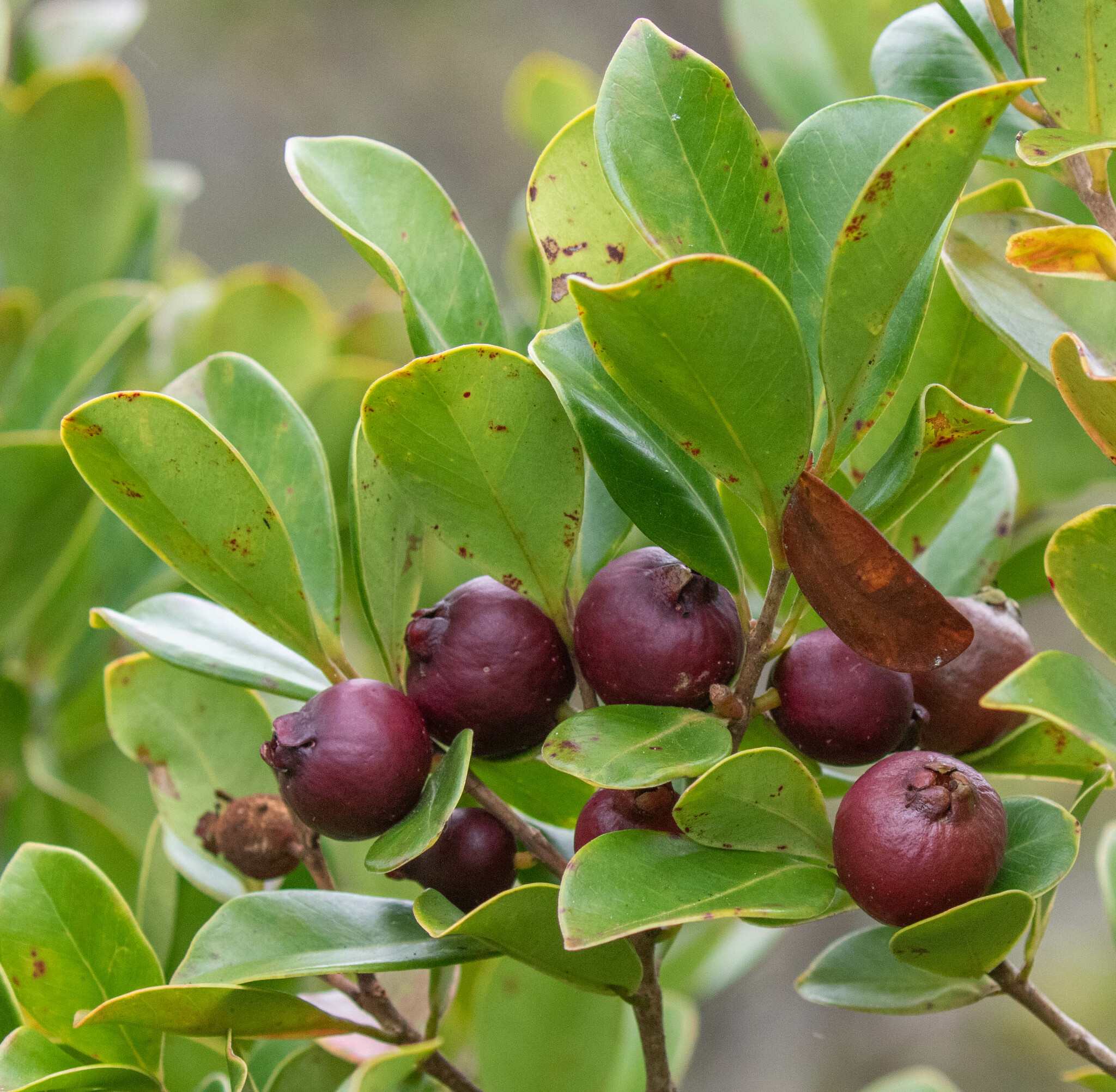 Psidium cattleyanum