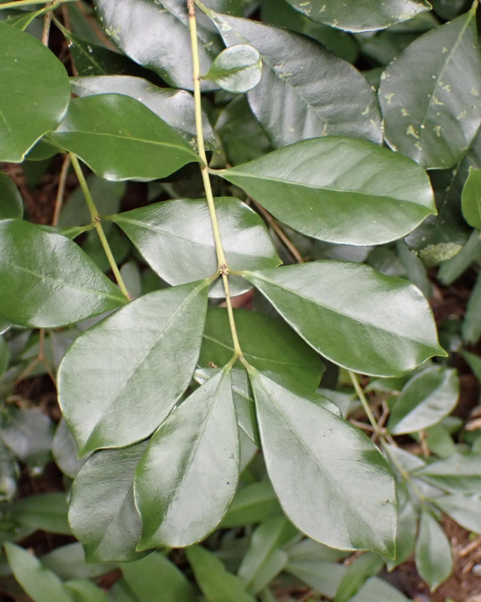 Psidium cattleyanum