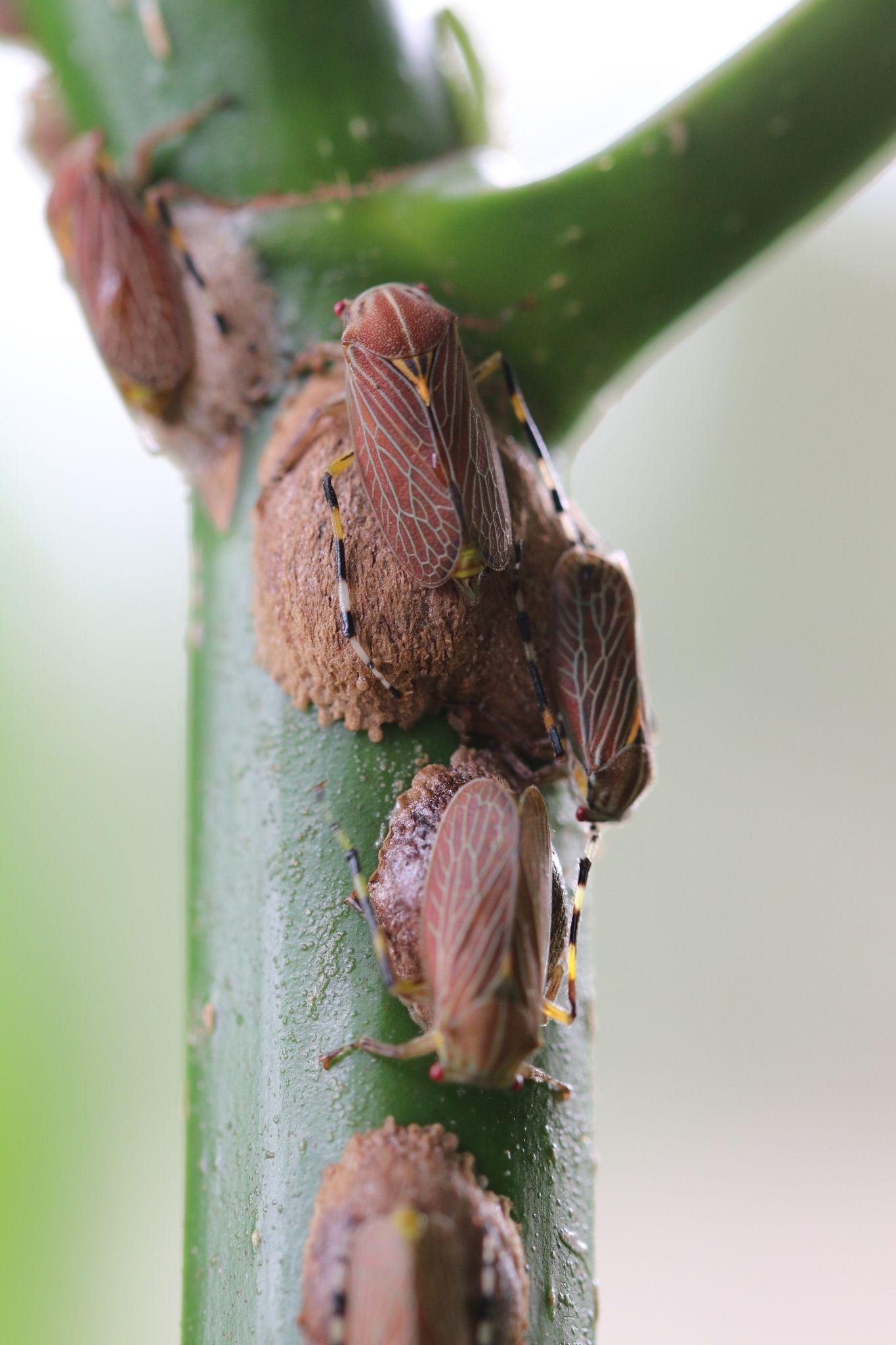 Aetalion reticulatum