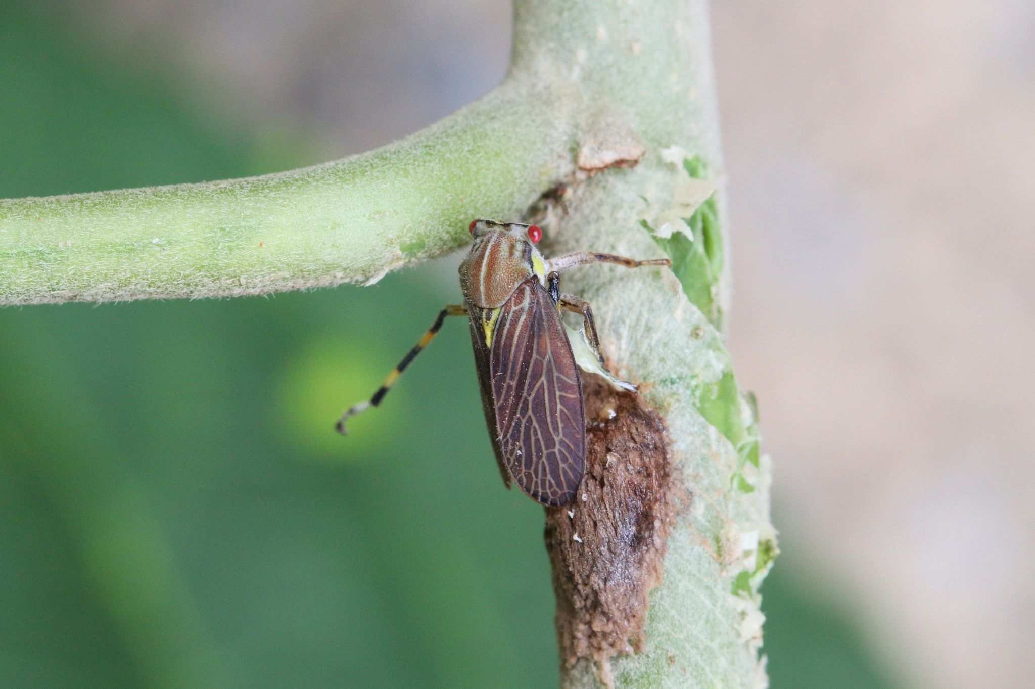 Aetalion reticulatum