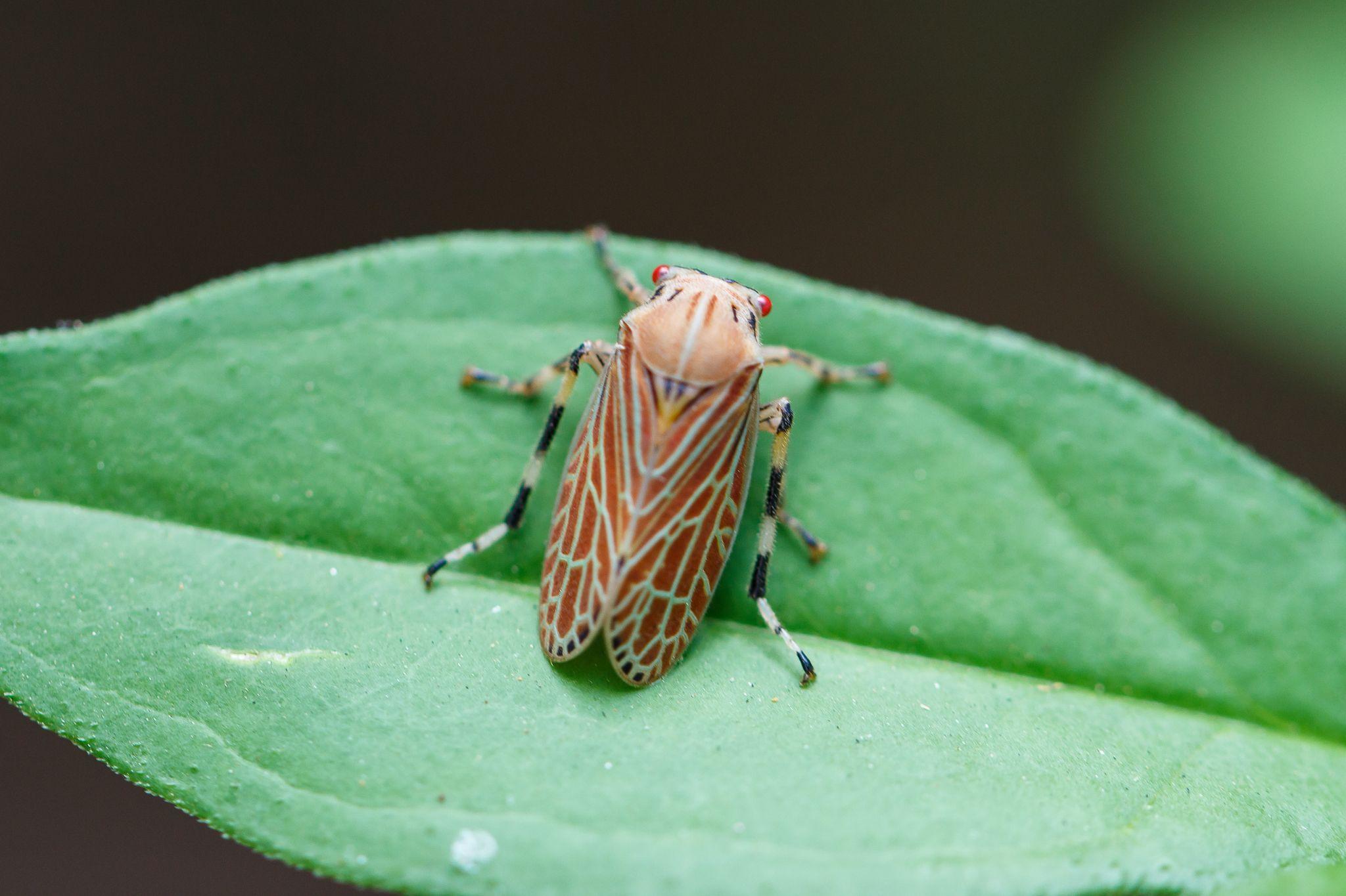 Aetalion reticulatum