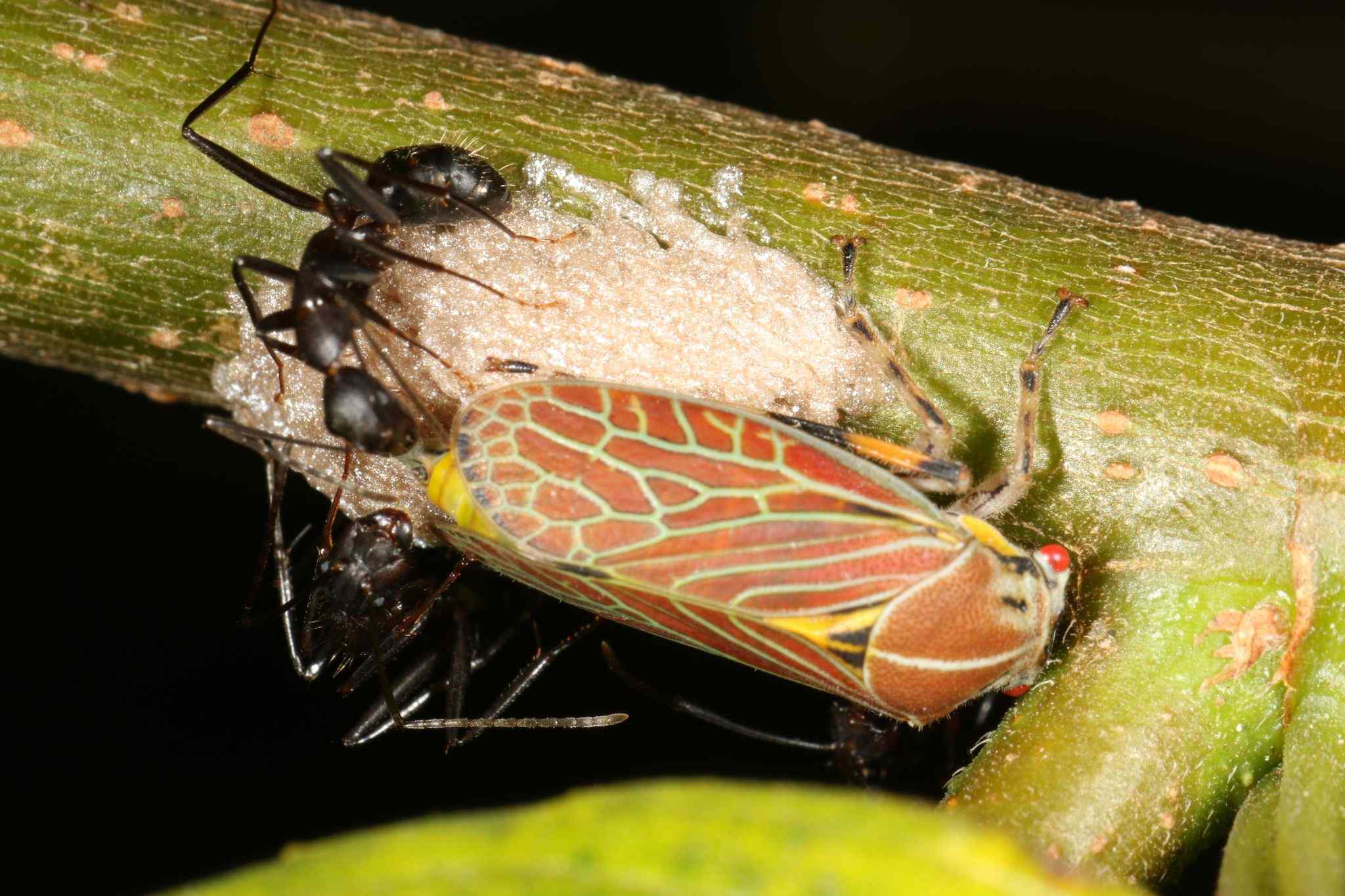 Aetalion reticulatum