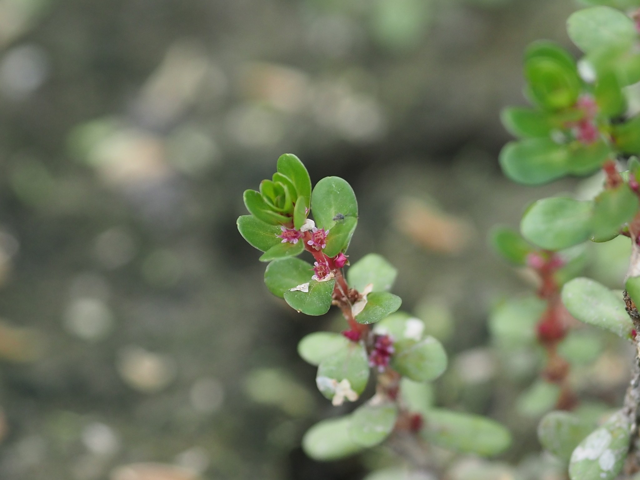 Rotala indica