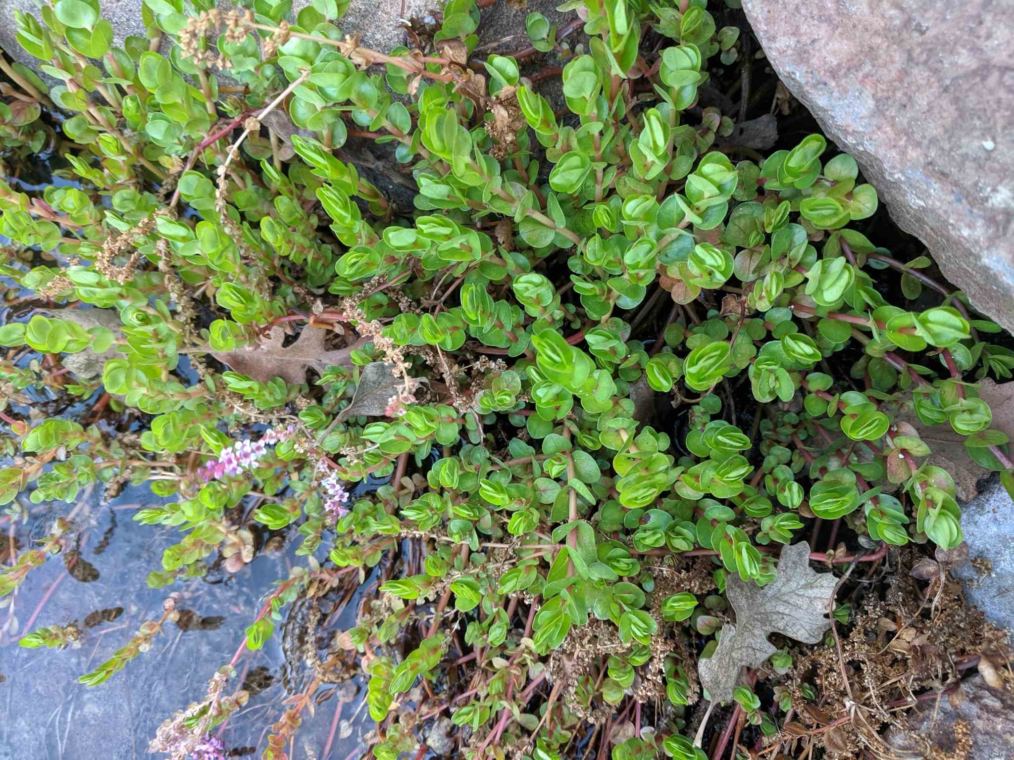 Rotala indica