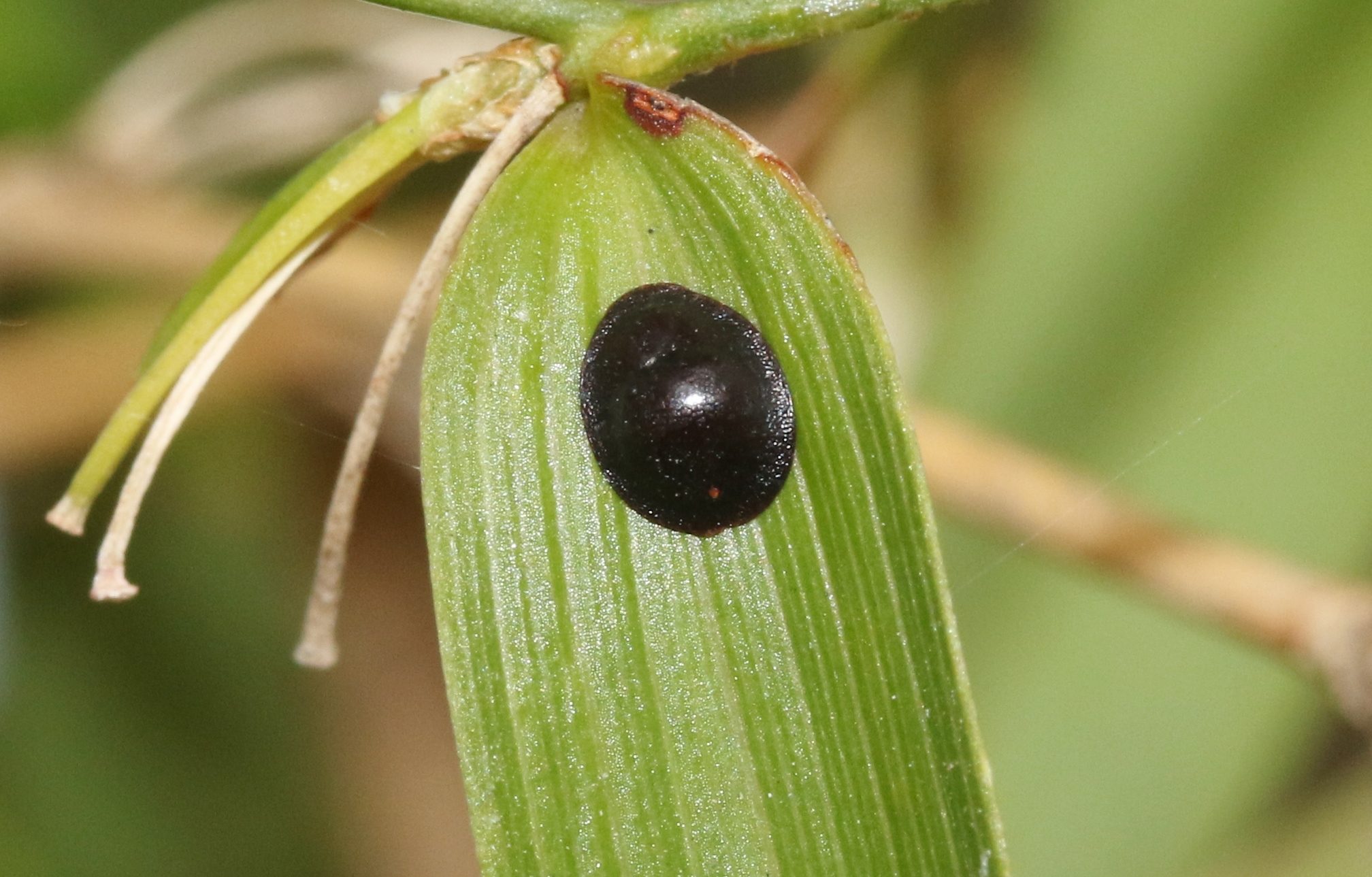 Saissetia oleae