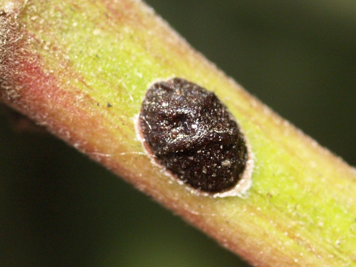Saissetia oleae
