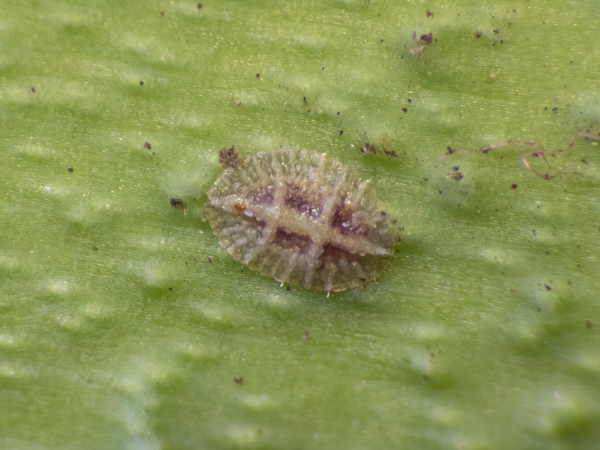 Saissetia oleae