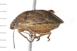 Homaemus