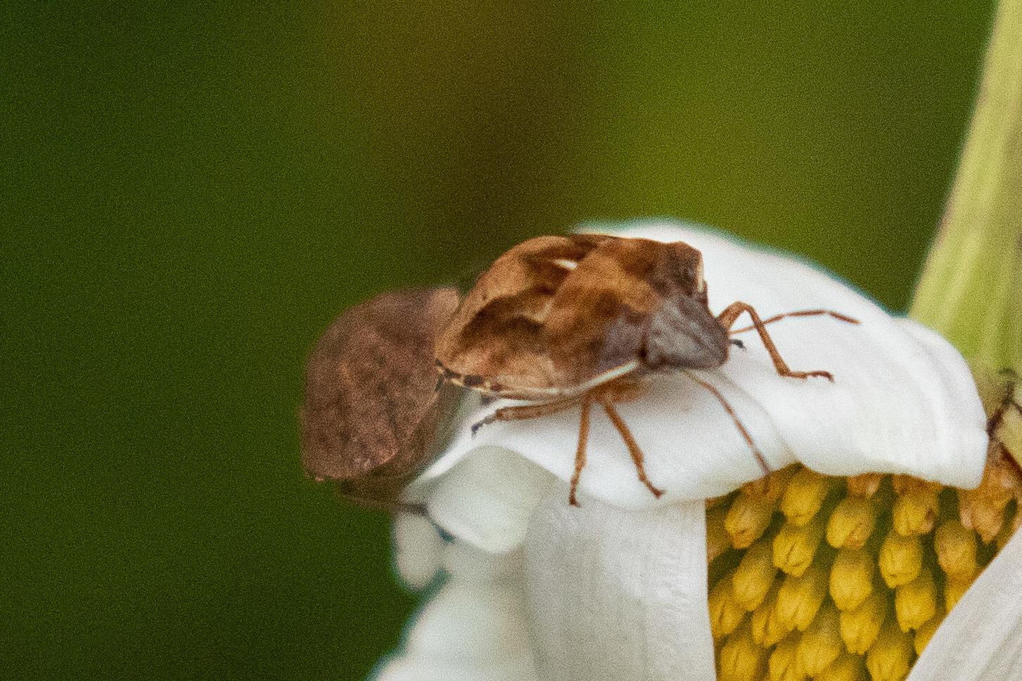 Homaemus
