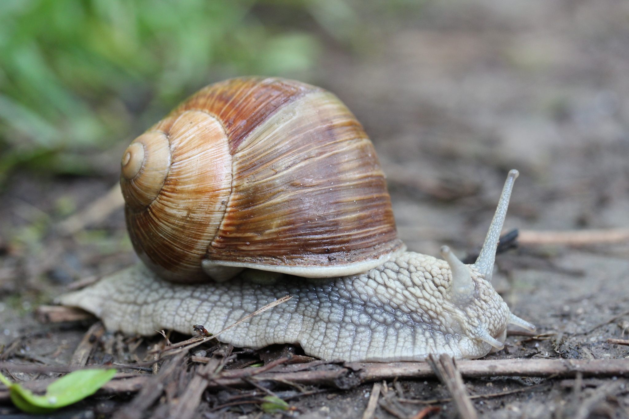 Helix pomatia