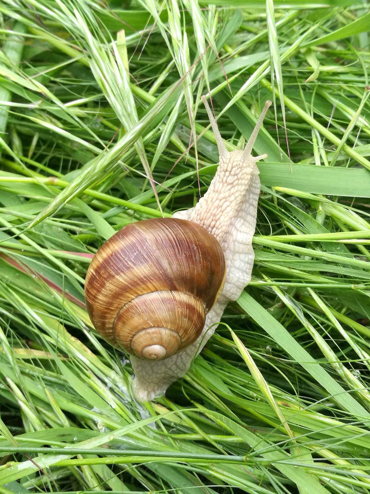 Helix pomatia