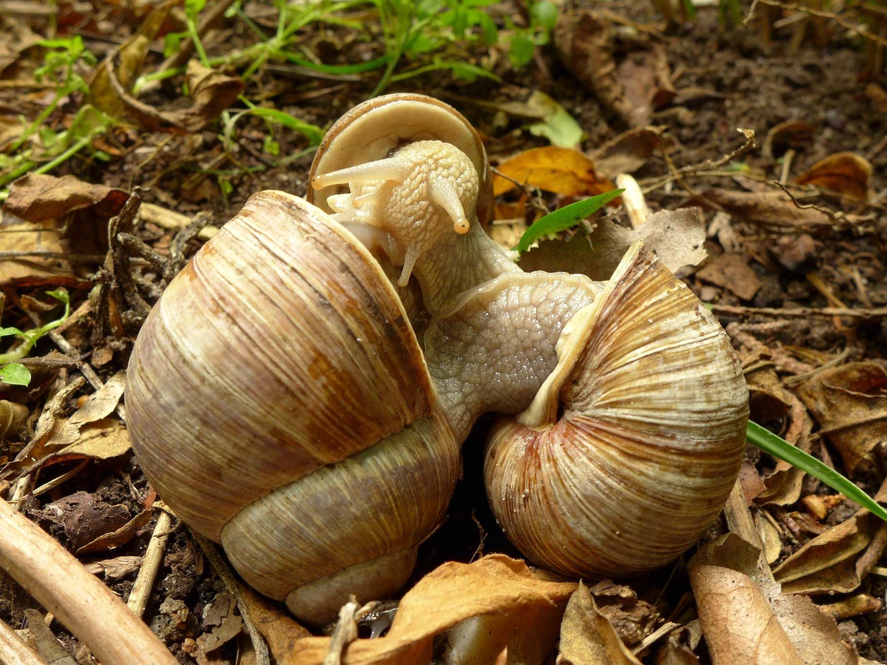Helix pomatia