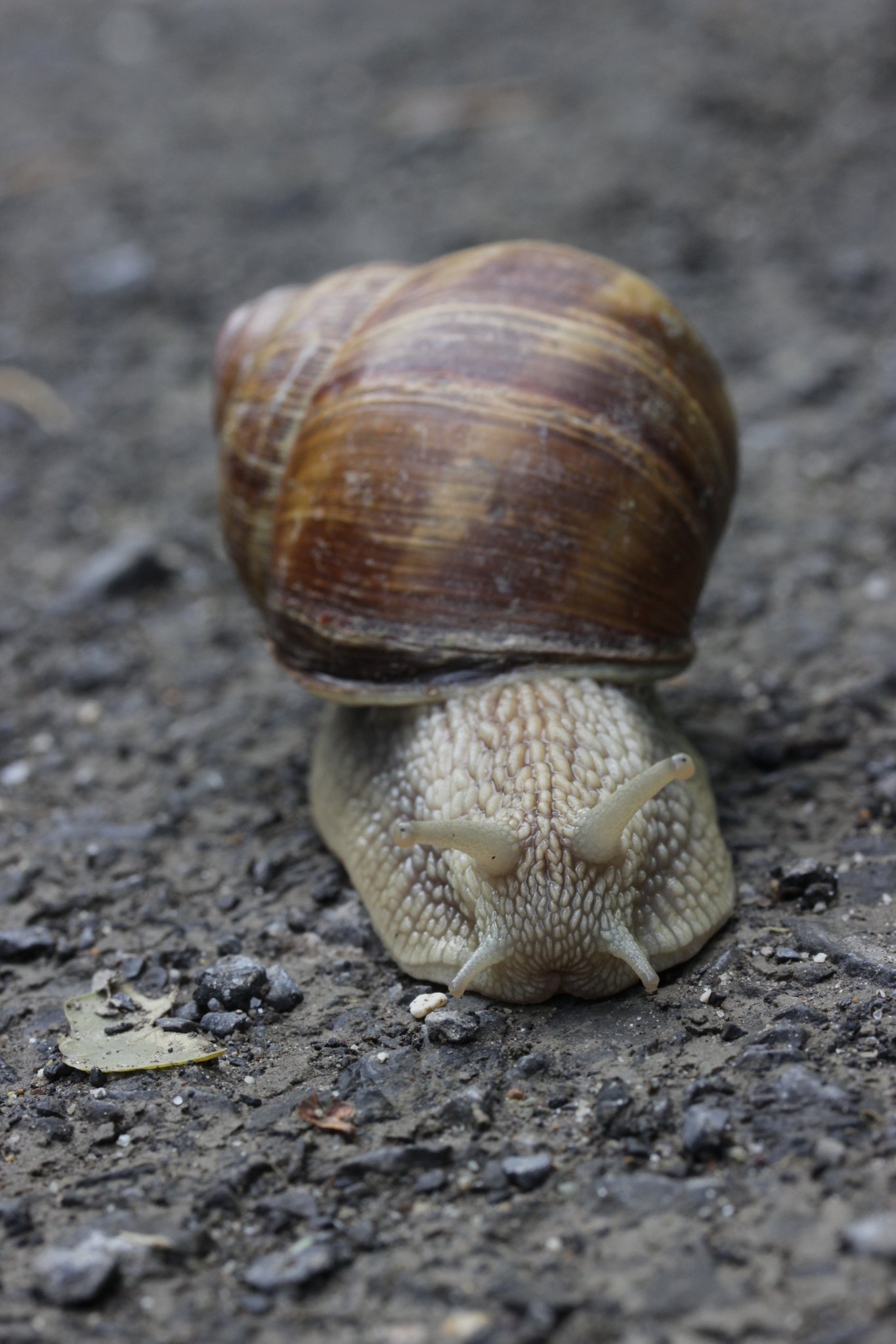 Helix pomatia