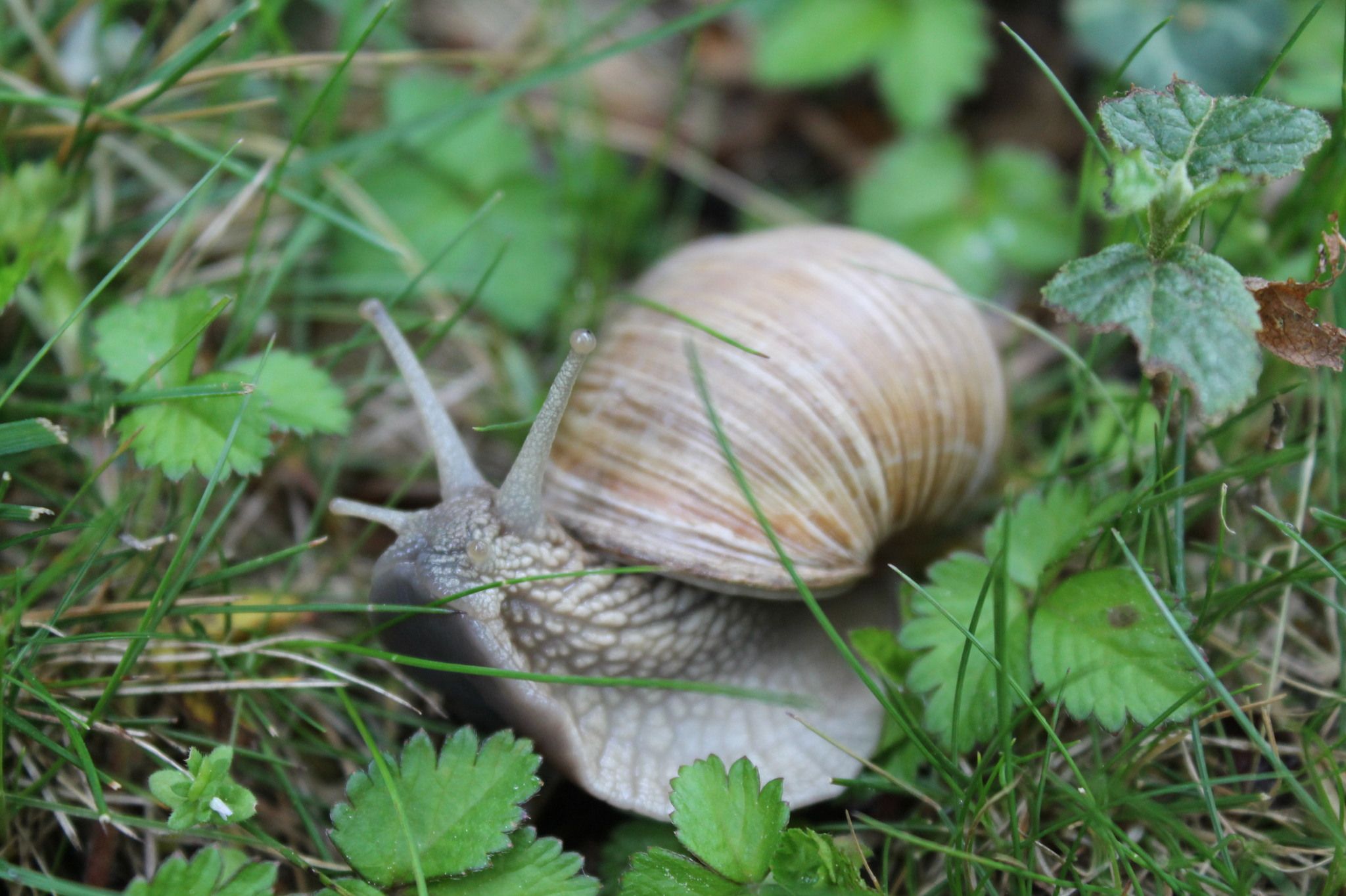 Helix pomatia