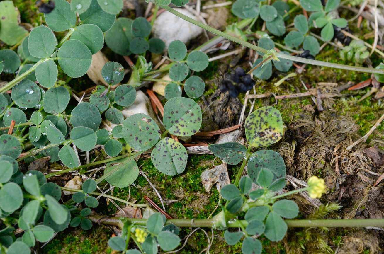 Pseudopeziza medicaginis
