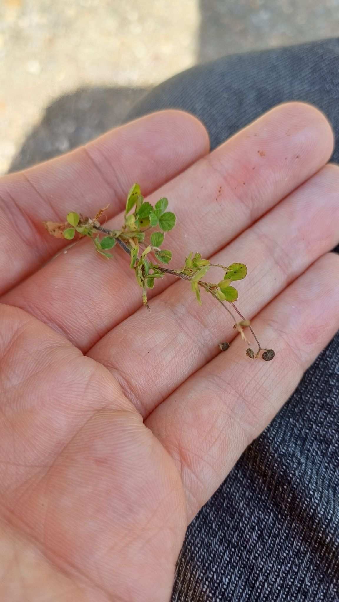 Pseudopeziza medicaginis