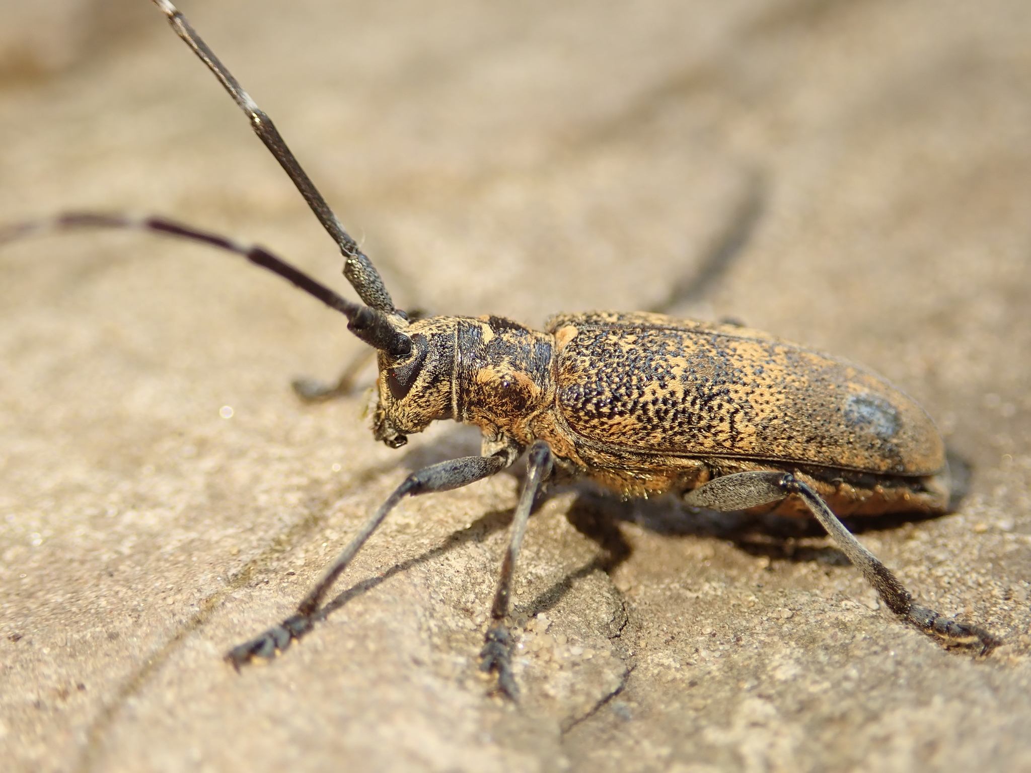 Monochamus galloprovincialis