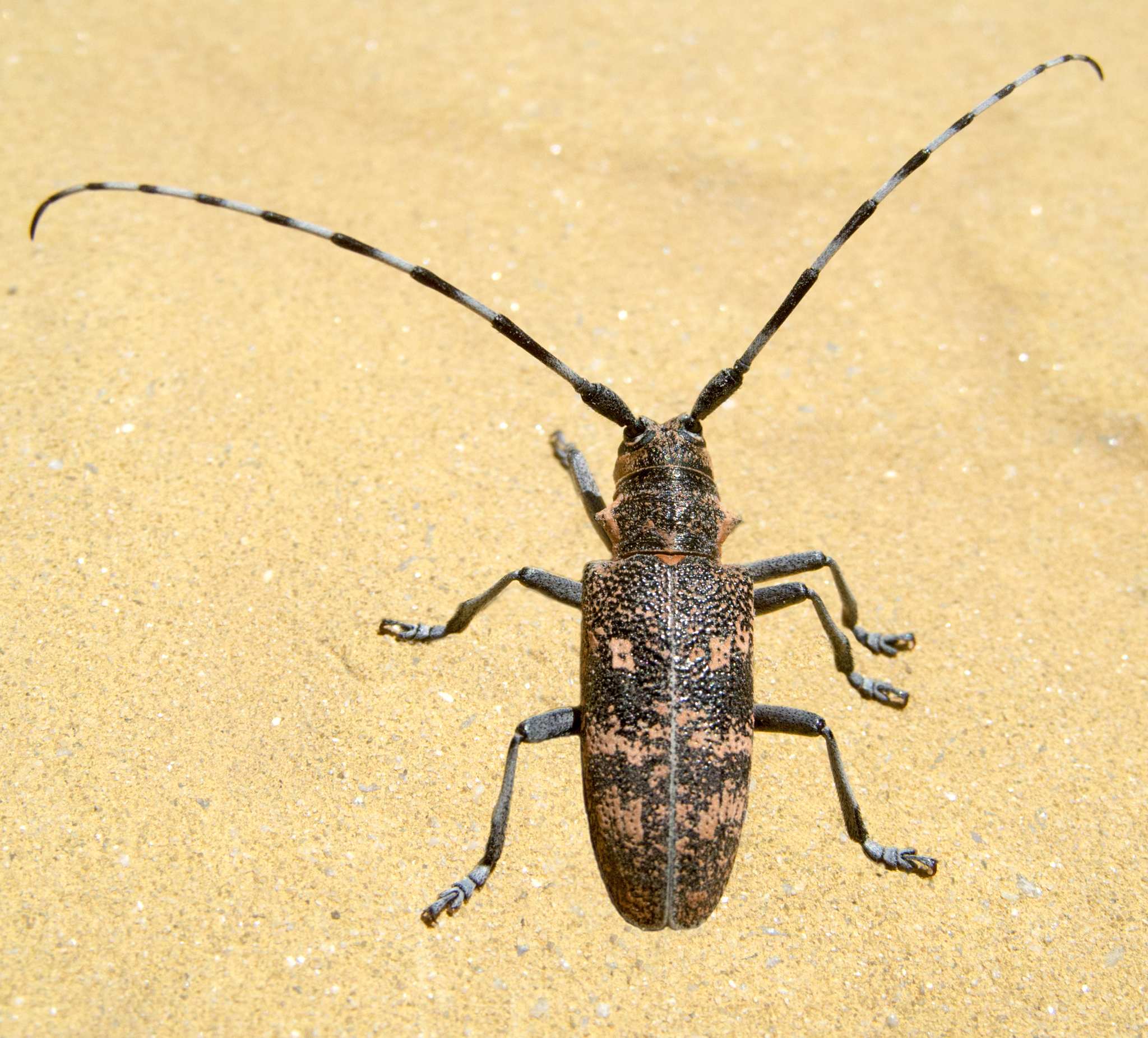 Monochamus galloprovincialis