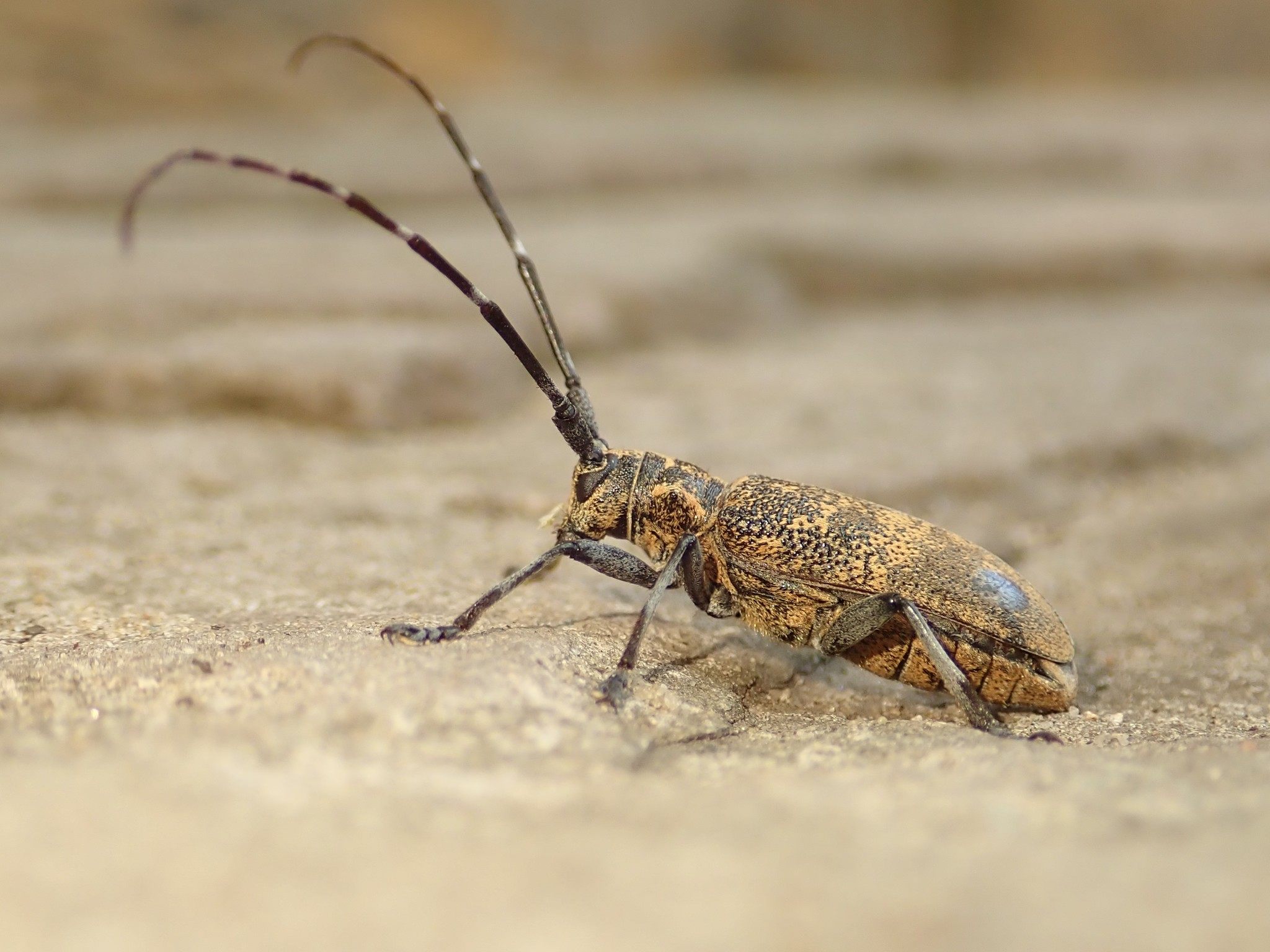Monochamus galloprovincialis