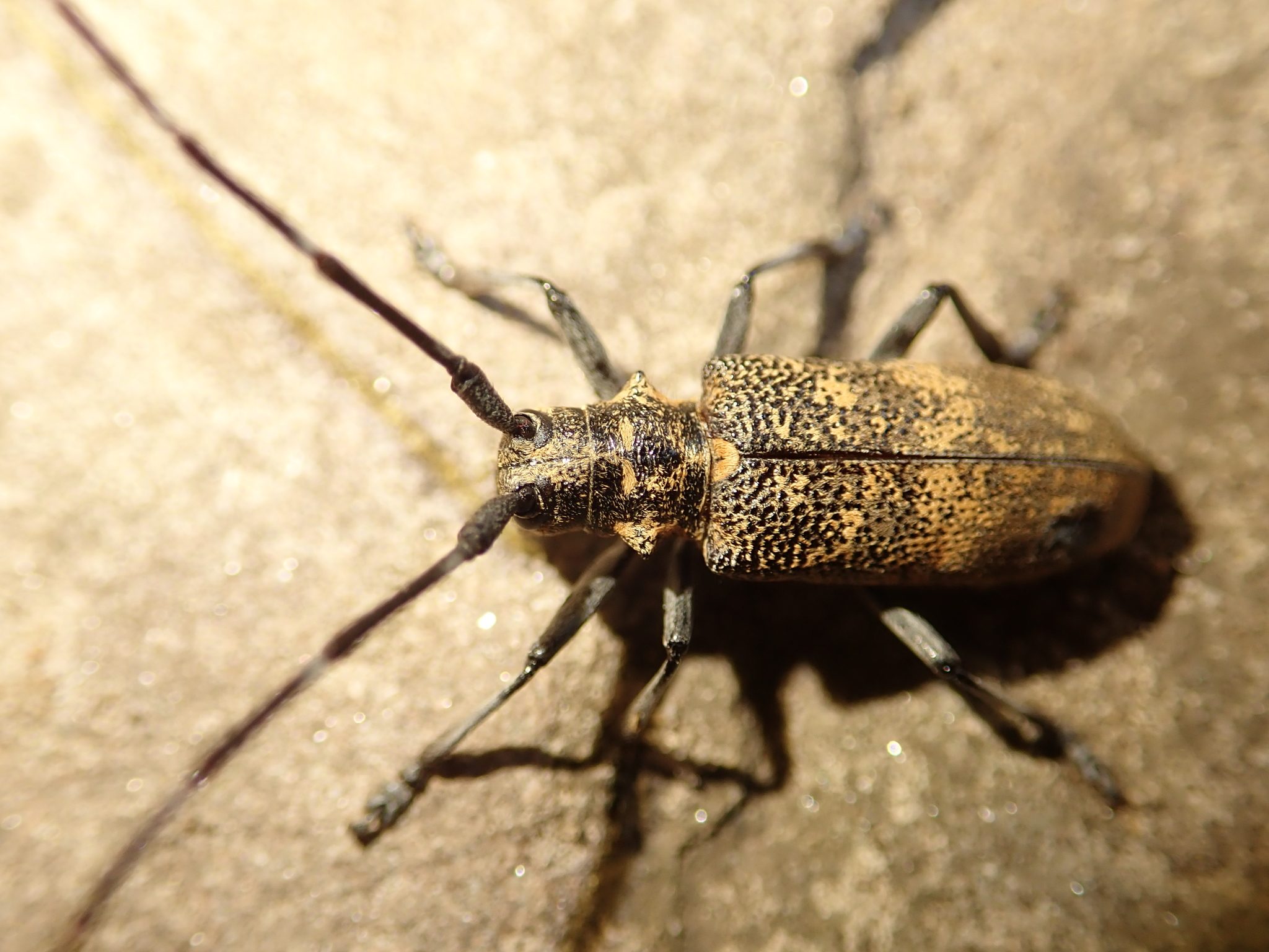Monochamus galloprovincialis