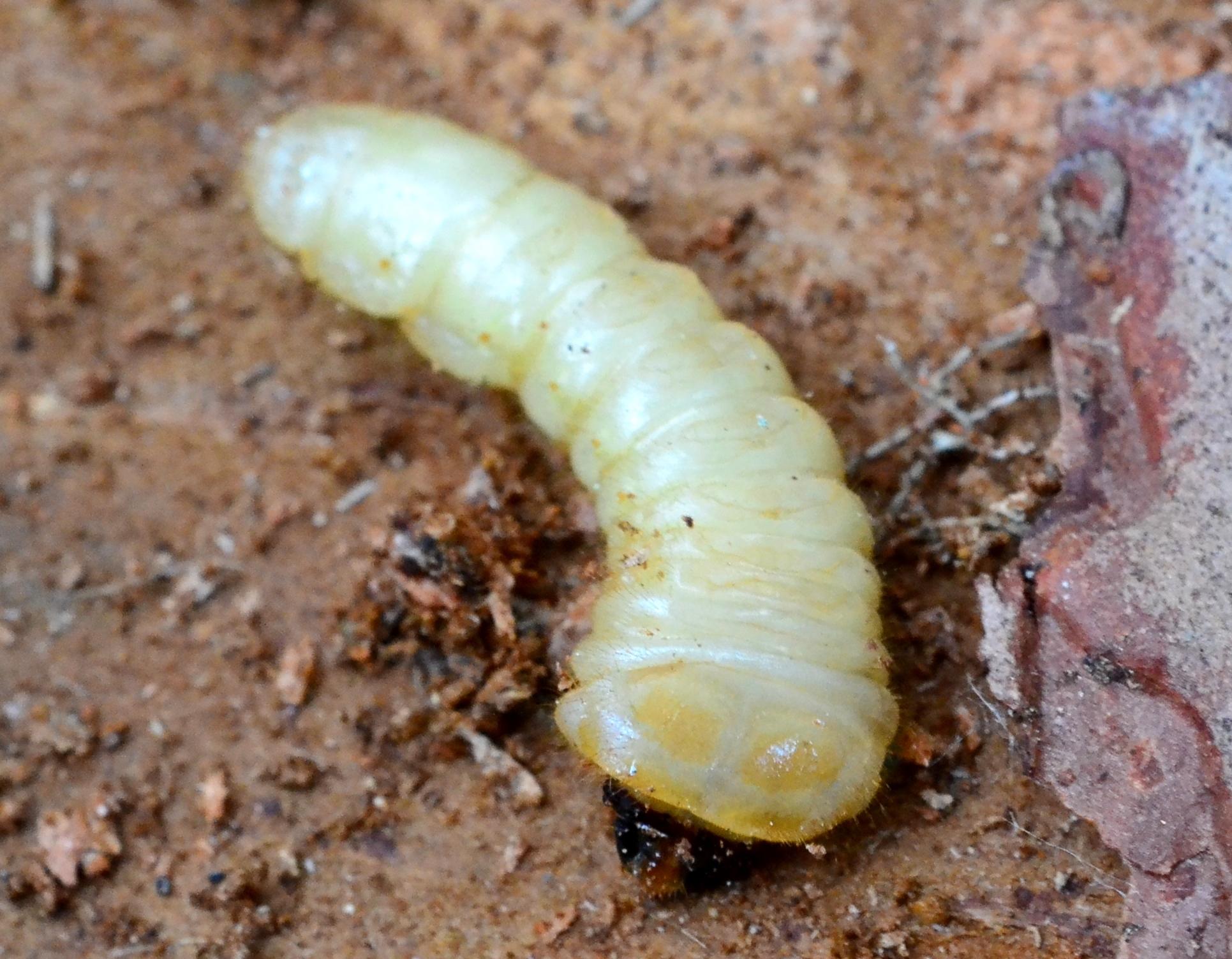 Monochamus galloprovincialis