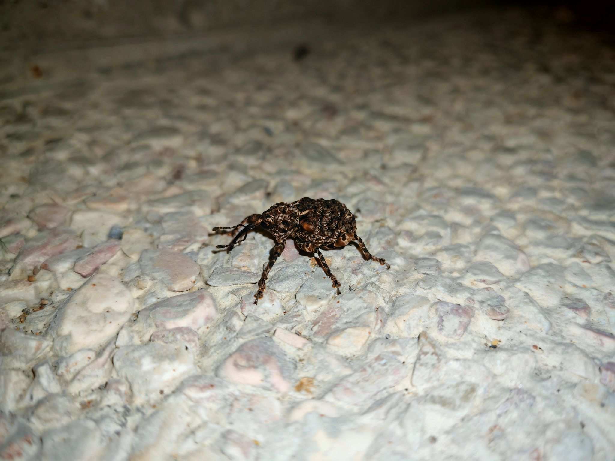 Ectatorhinus