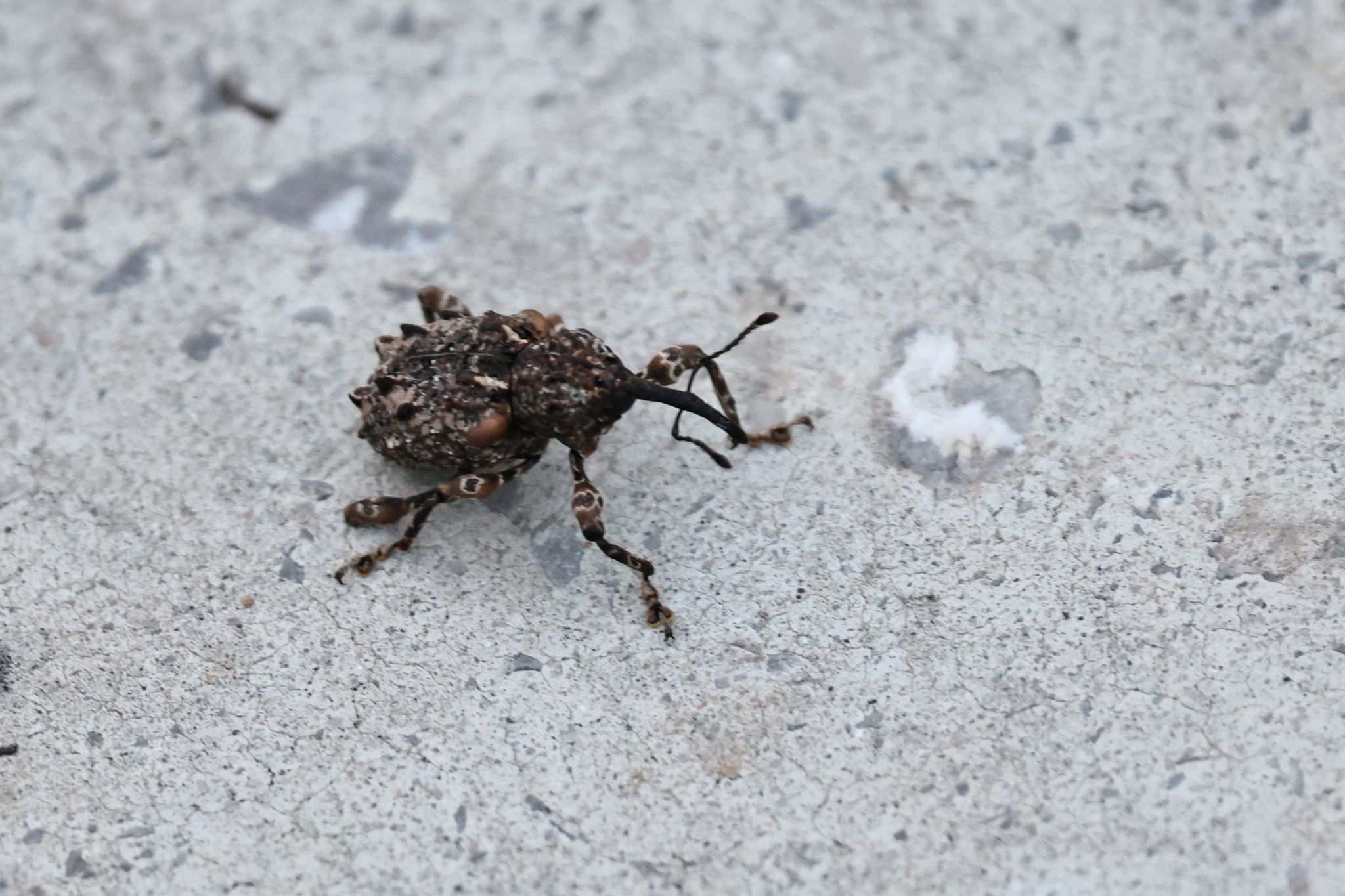 Ectatorhinus