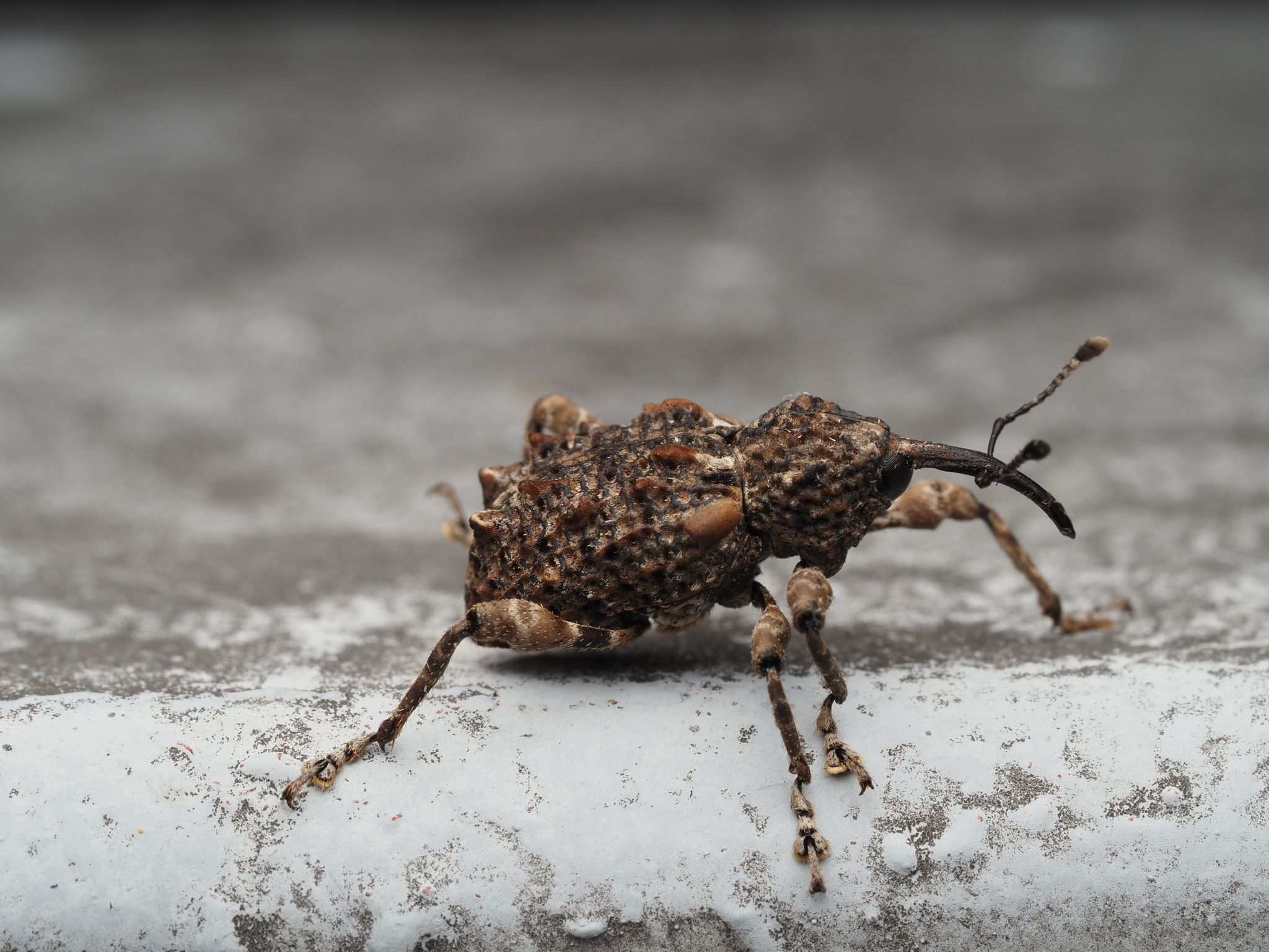 Ectatorhinus