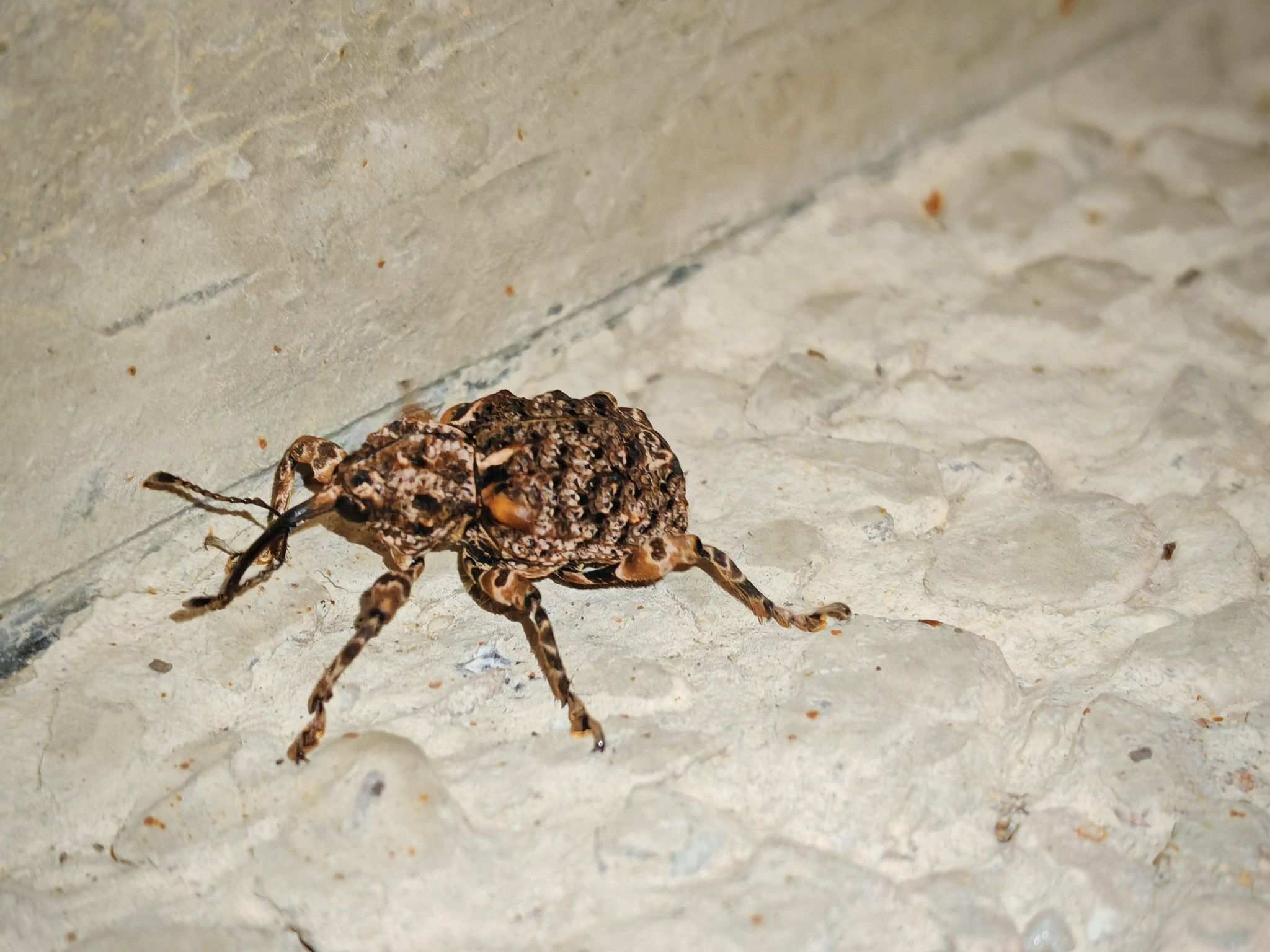 Ectatorhinus
