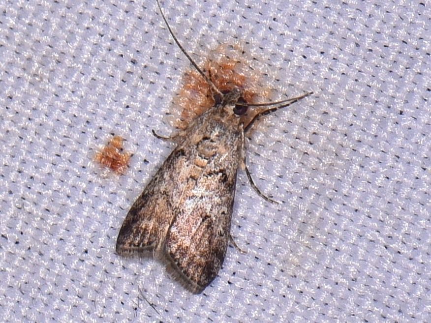 Phidotricha erigens