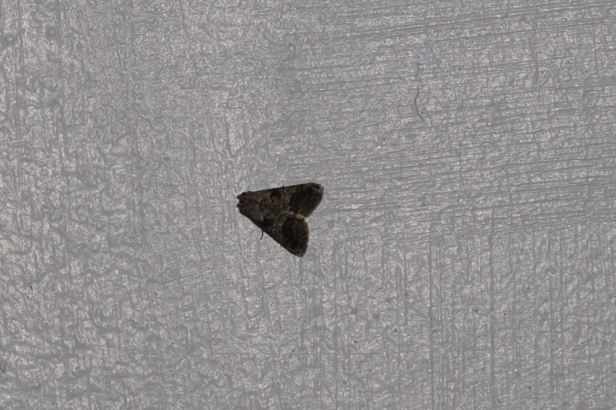 Phidotricha erigens