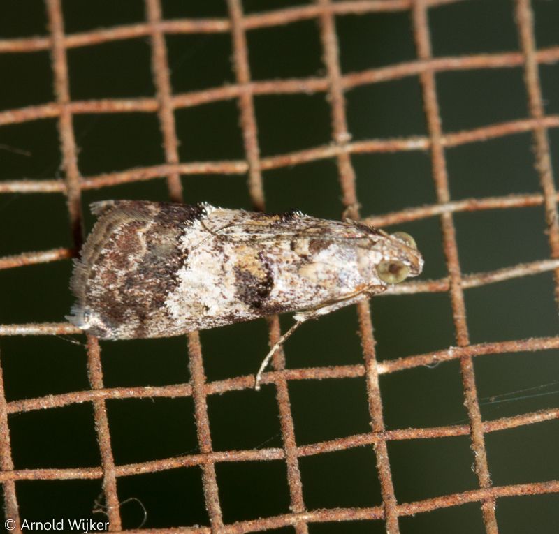 Phidotricha erigens