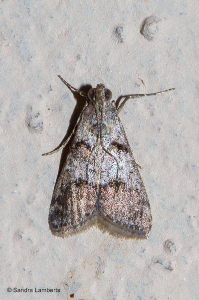 Phidotricha erigens