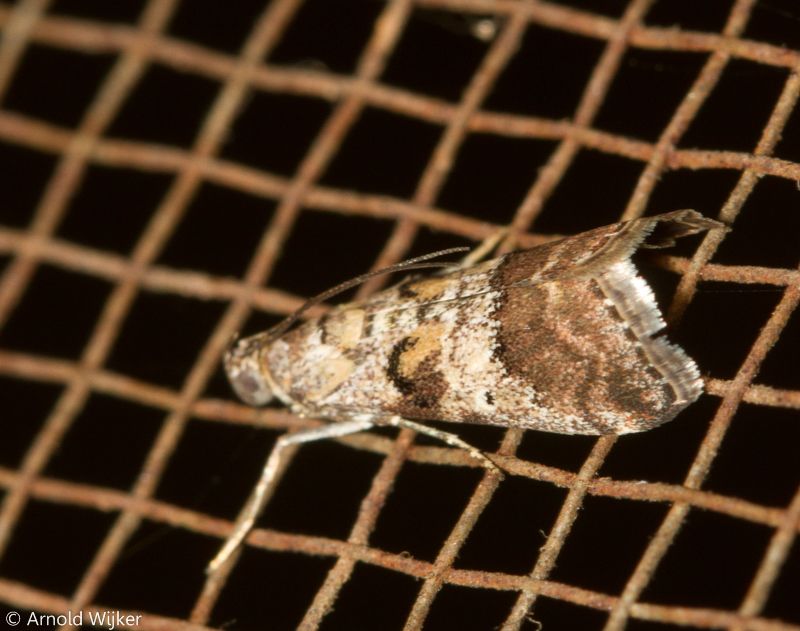 Phidotricha erigens