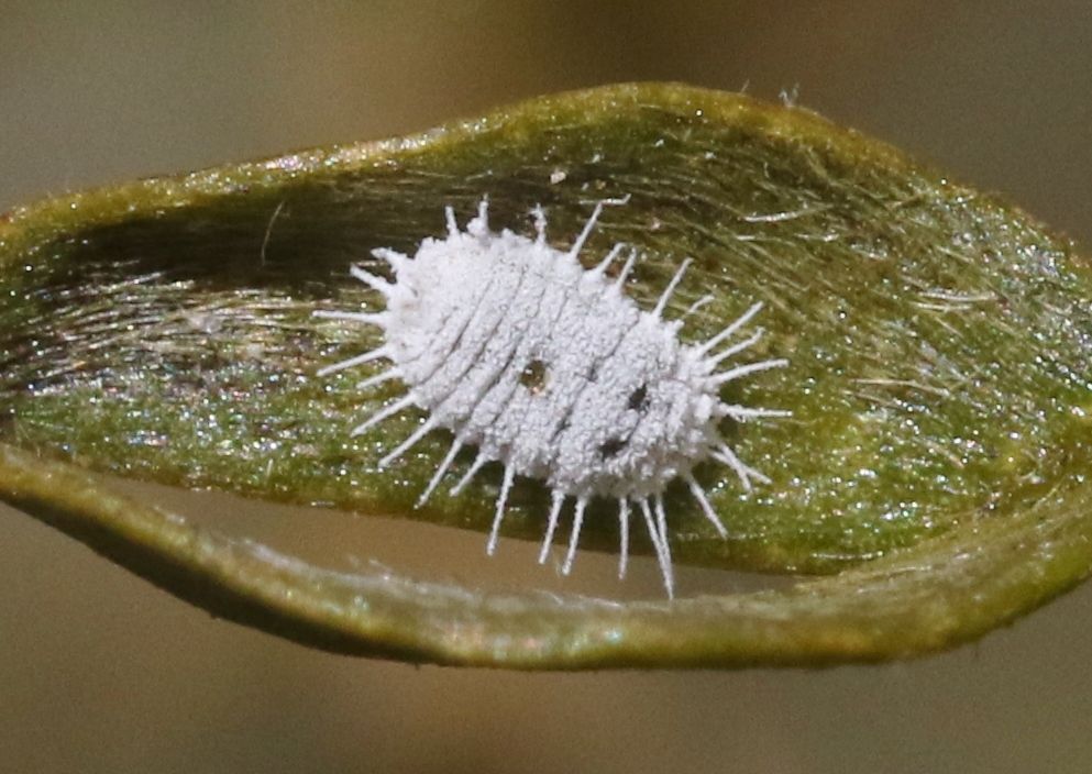 Spilococcus
