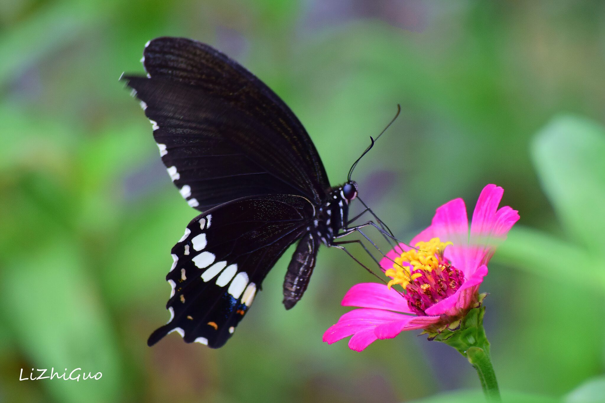 Papilio polytes