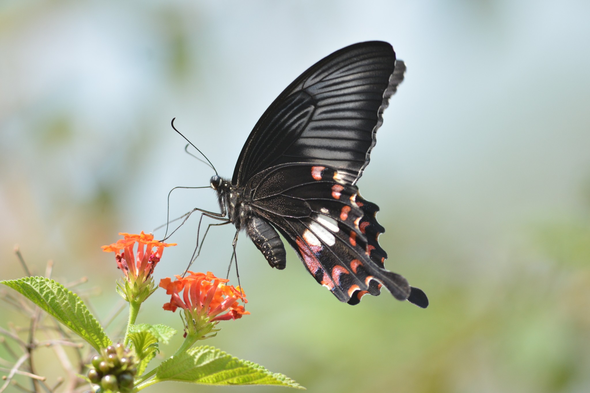 Papilio polytes