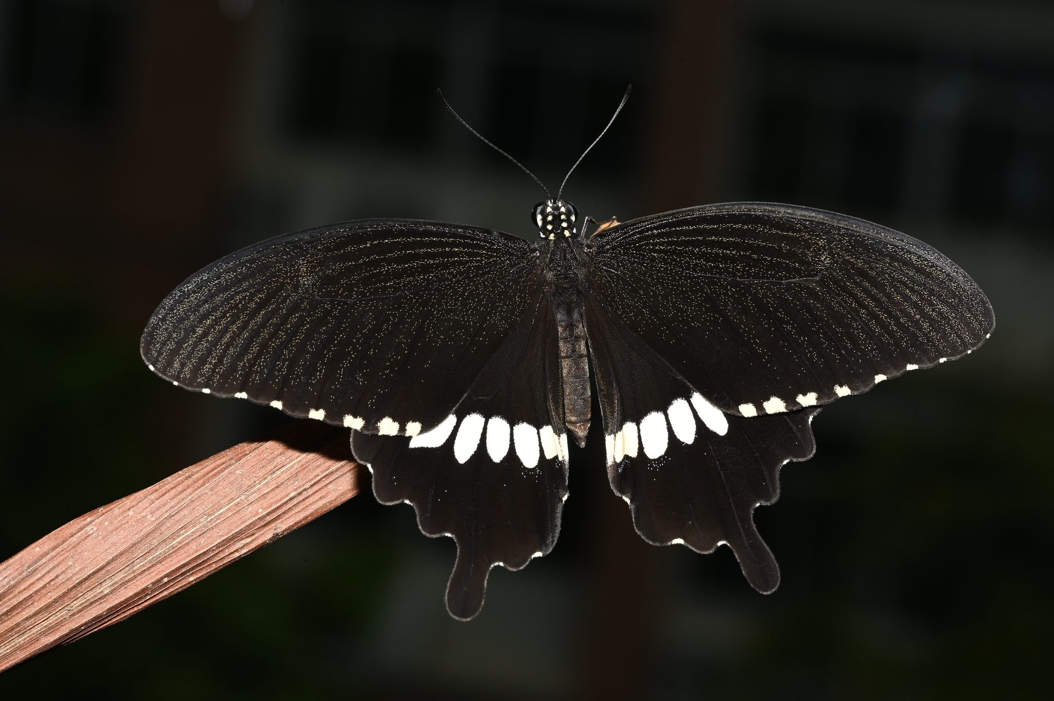 Papilio polytes
