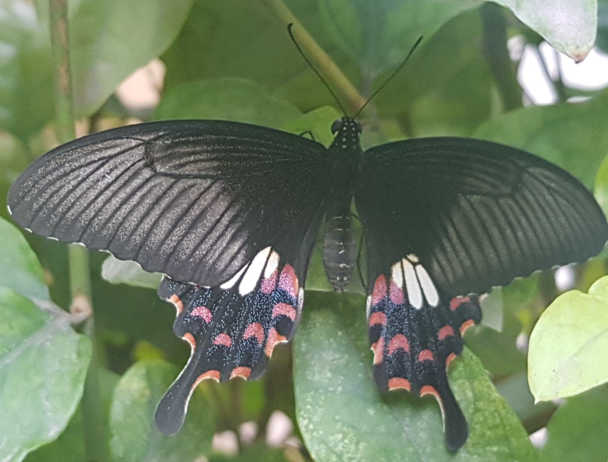 Papilio polytes