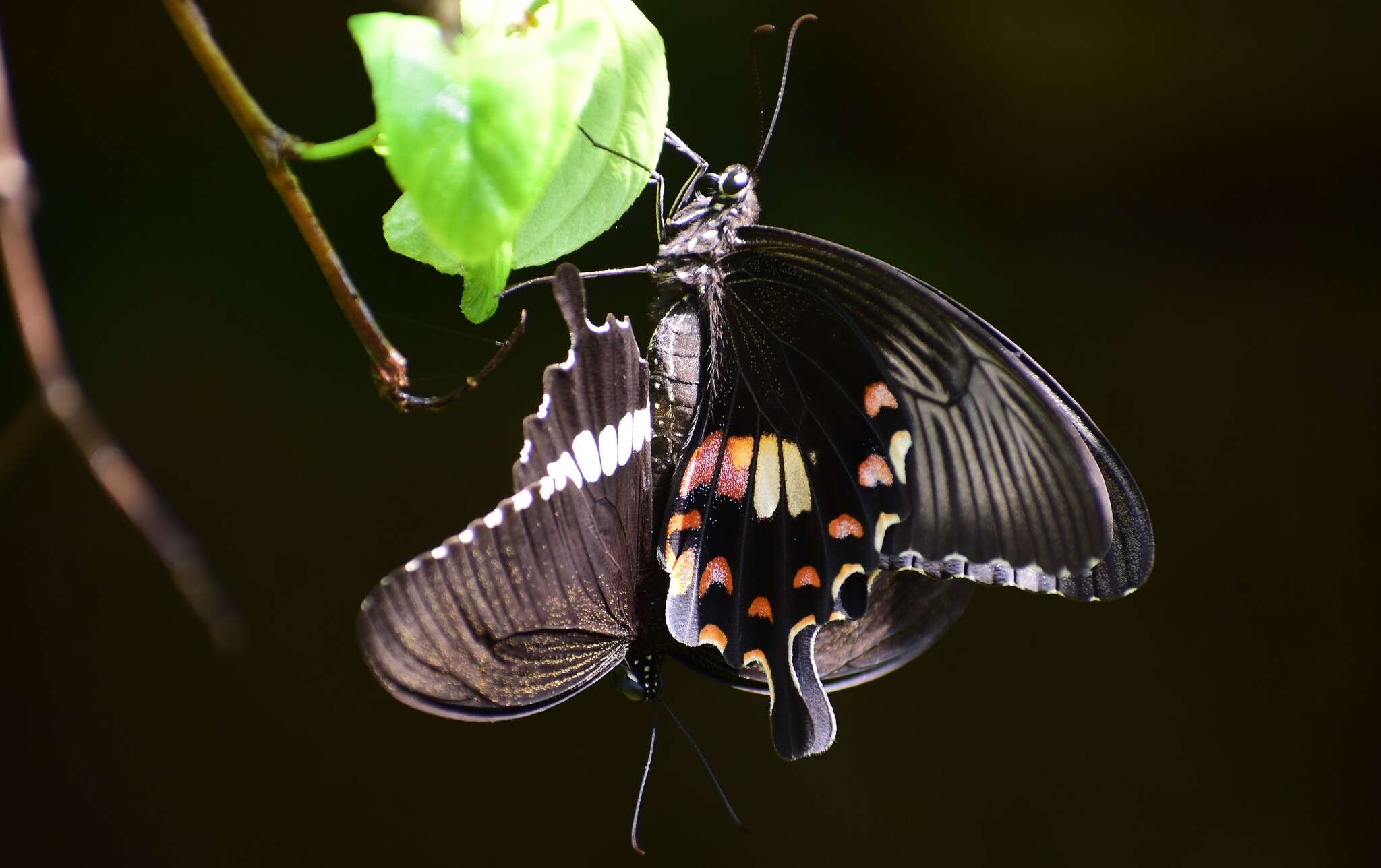 Papilio polytes