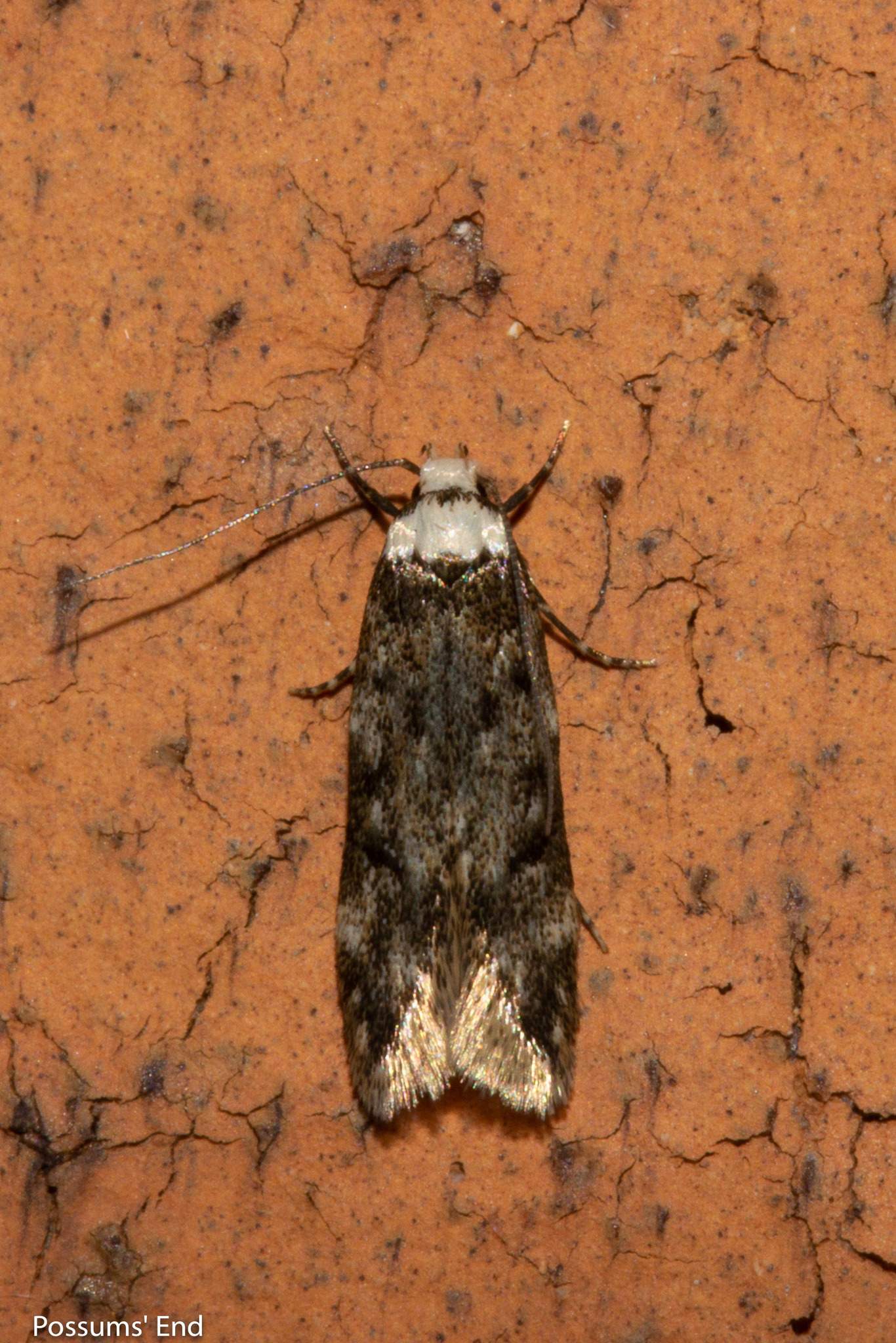 Endrosis sarcitrella