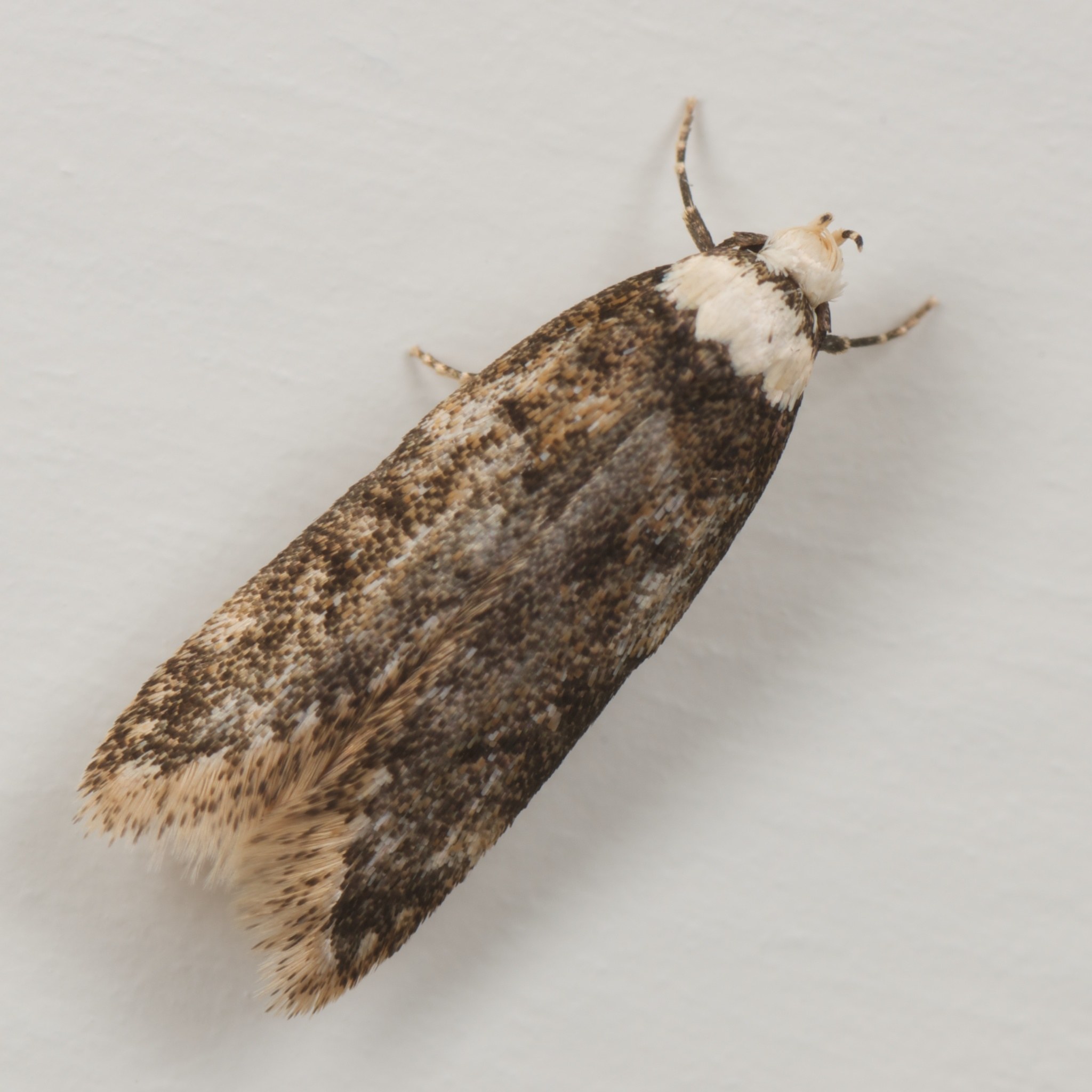 Endrosis sarcitrella