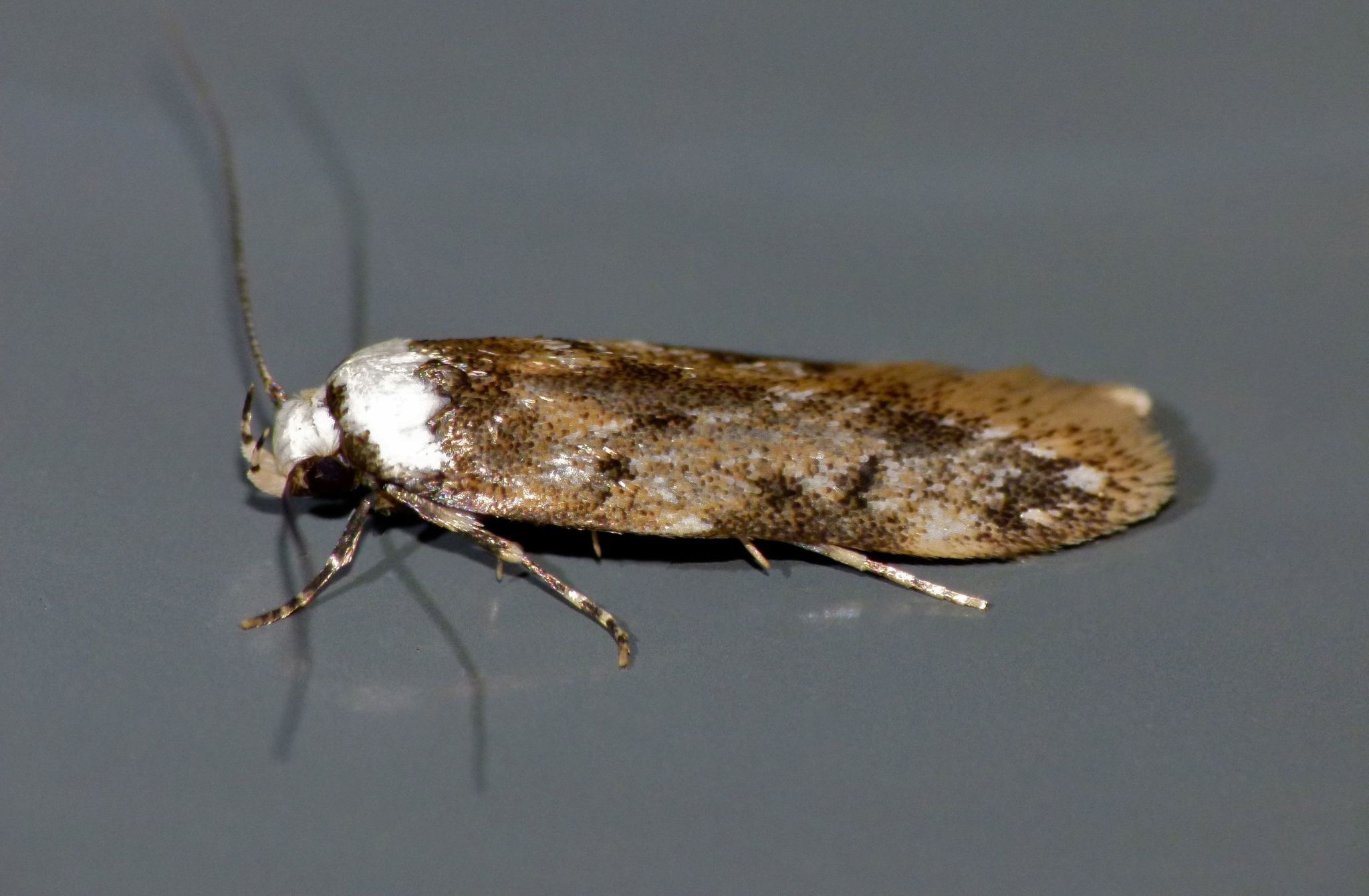 Endrosis sarcitrella