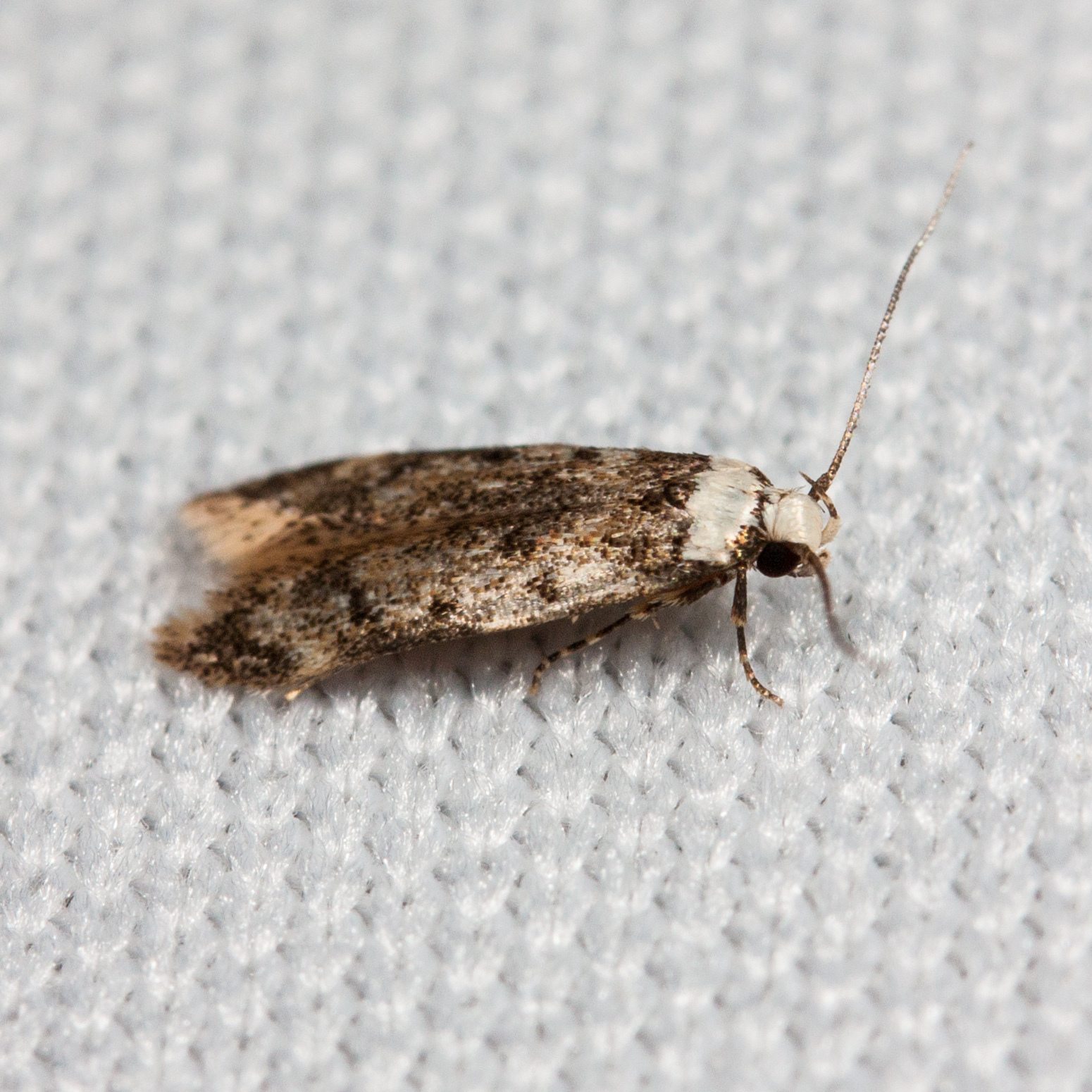Endrosis sarcitrella